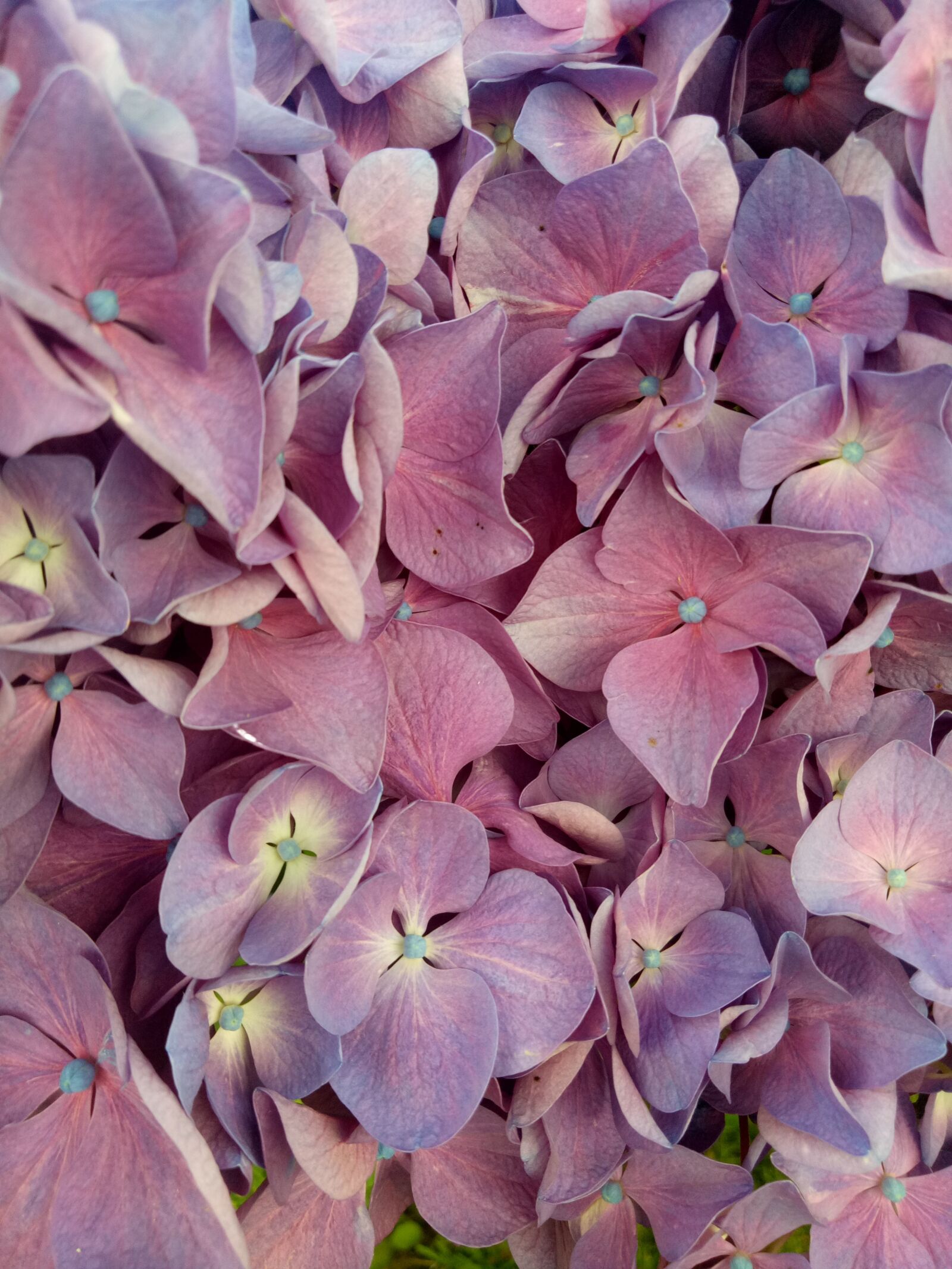 OPPO A1601 sample photo. Flower, hydrangea, violet photography