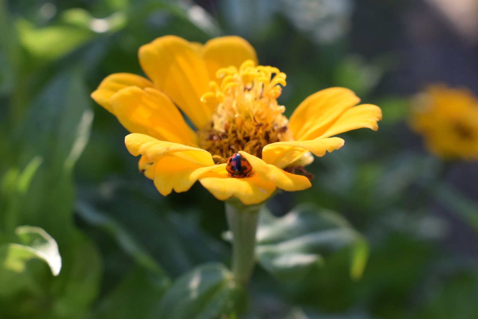 Nikon D5300 sample photo. Colombia, flowers, ladybug photography