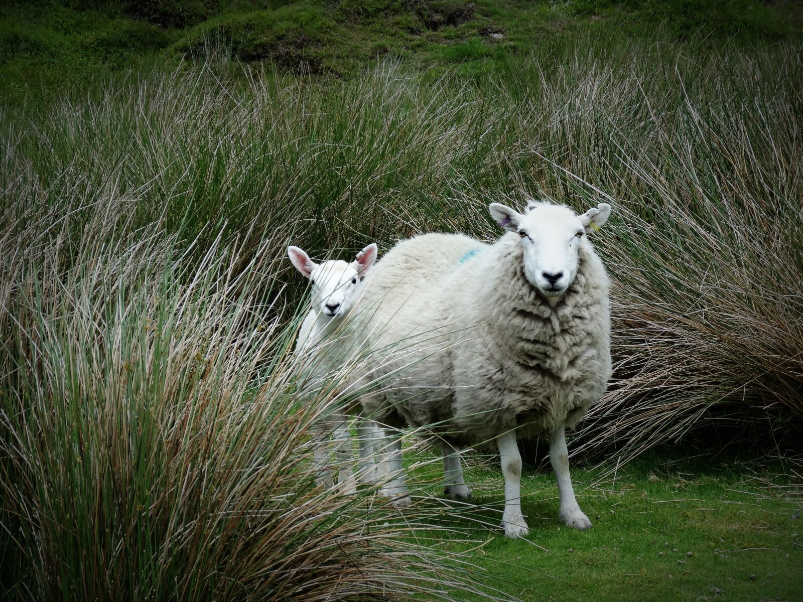 Sony Cyber-shot DSC-HX20V sample photo. Sheep, lamb, rural photography
