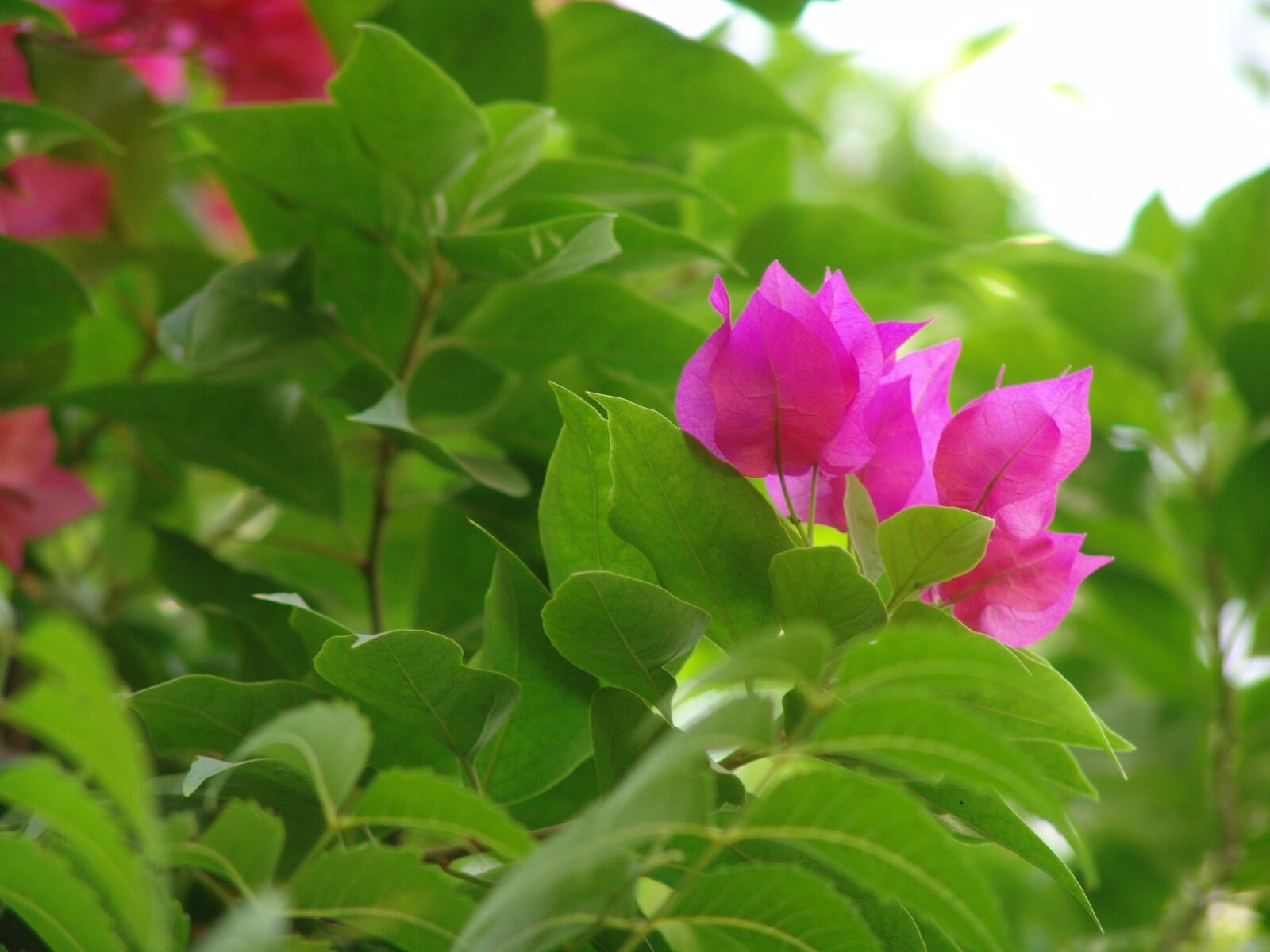 Sony DSC-F828 sample photo. Flower, nature, pink flower photography