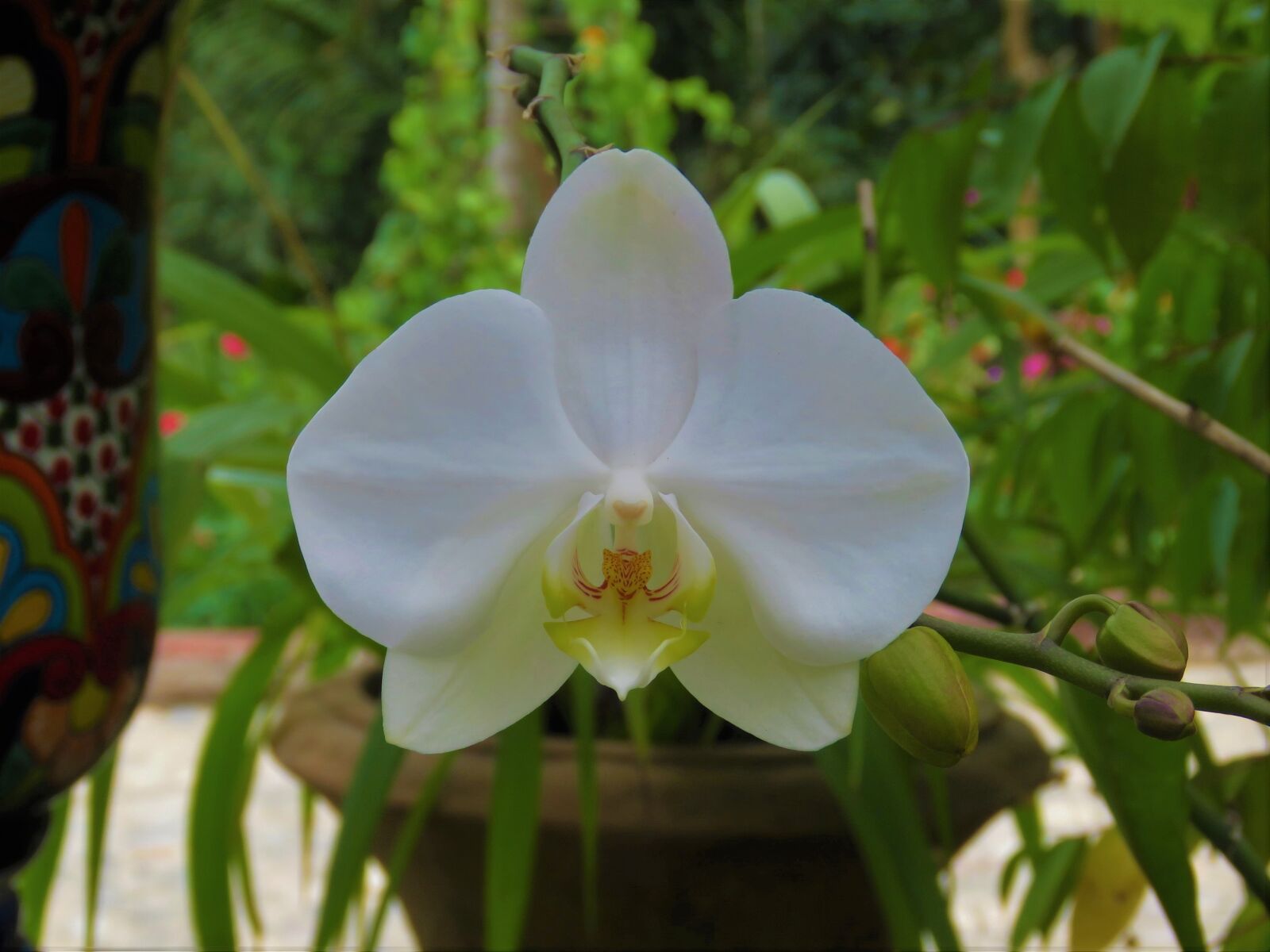 Canon PowerShot SX60 HS sample photo. Orchid, white flower, tropical photography