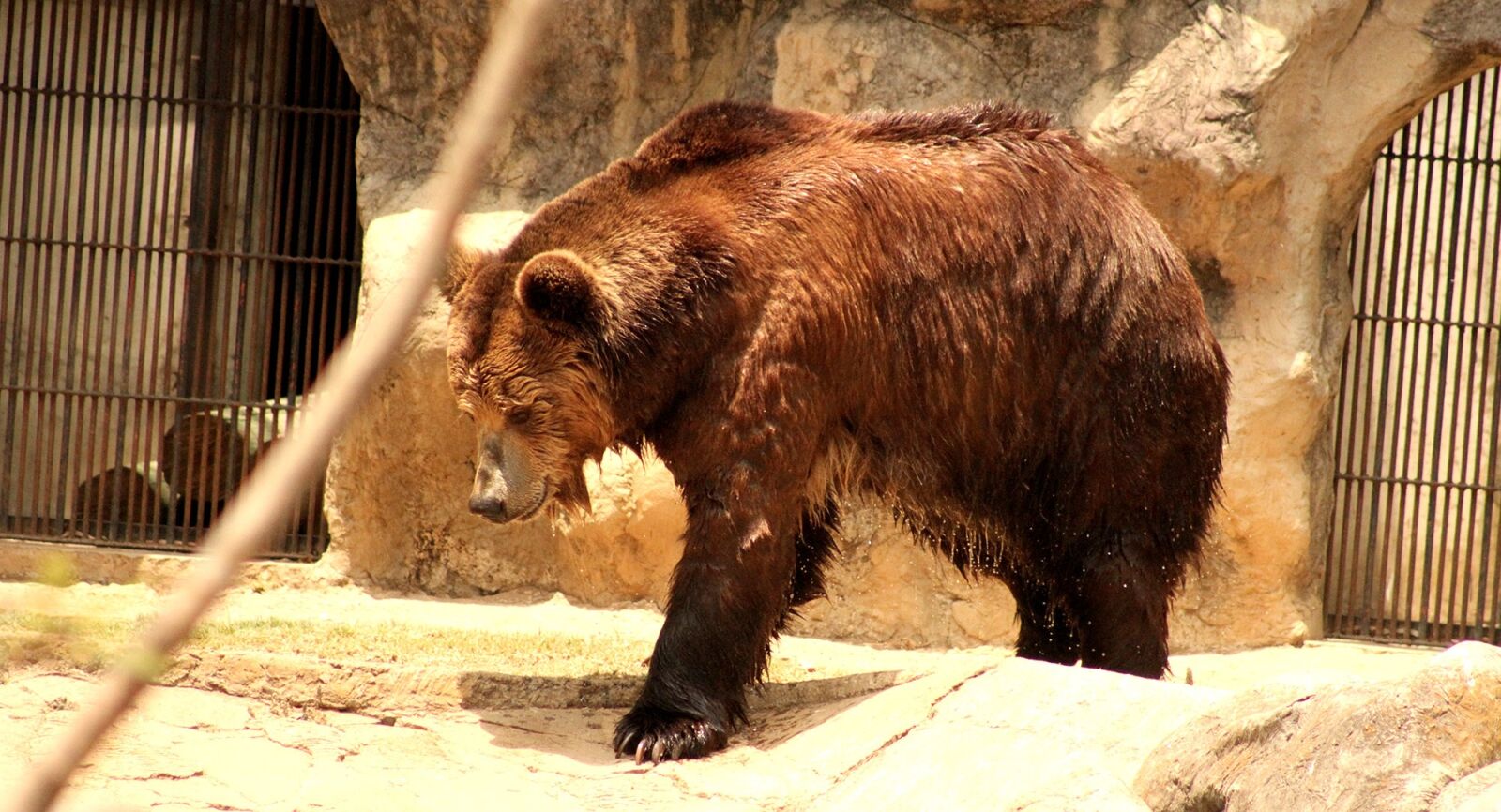 Canon EOS 7D sample photo. Bear, animals, brown bear photography