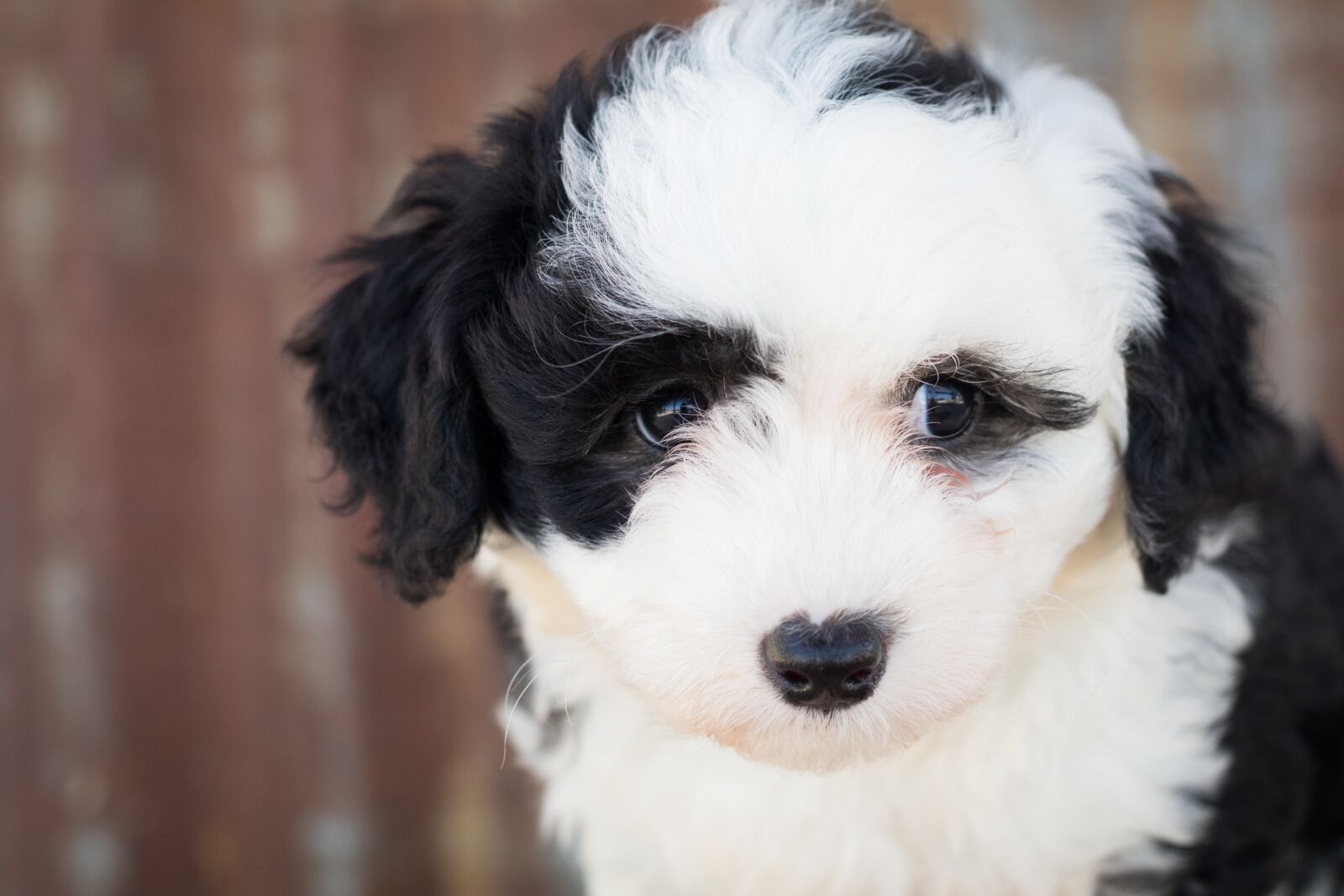 Canon EF 50mm F1.8 STM sample photo. Sheepadoodle, dog, puppy photography