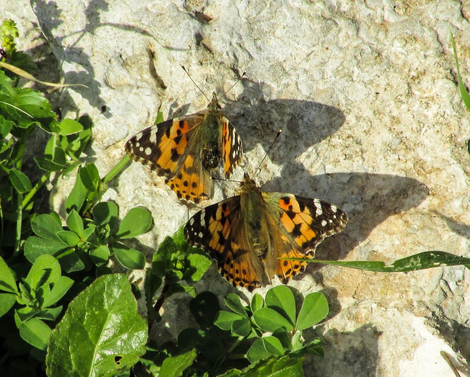 Canon PowerShot SX400 IS sample photo. Butterfly, insect, nature photography