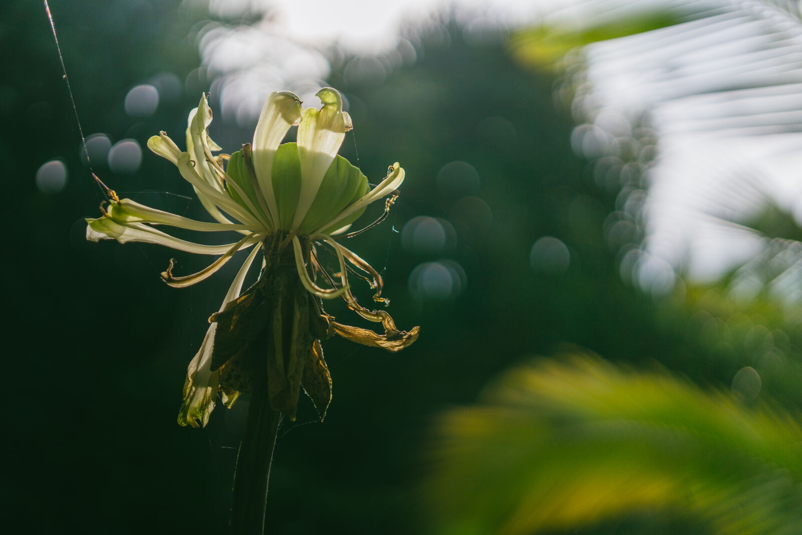 Sony a6000 + E 32mm F1.8 sample photo