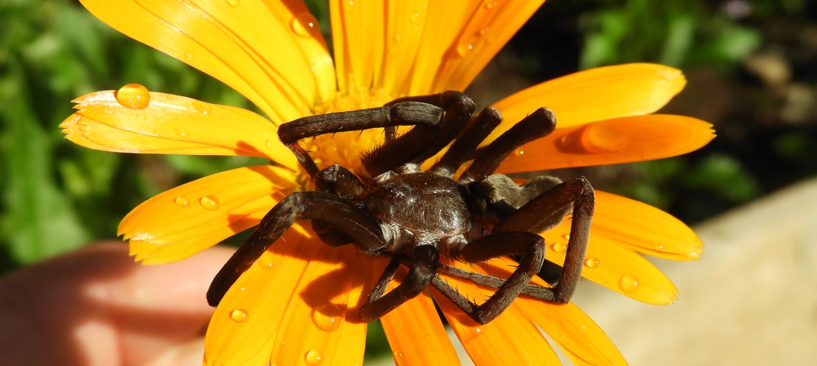 Nikon Coolpix B700 sample photo. Macro, insect, spider photography