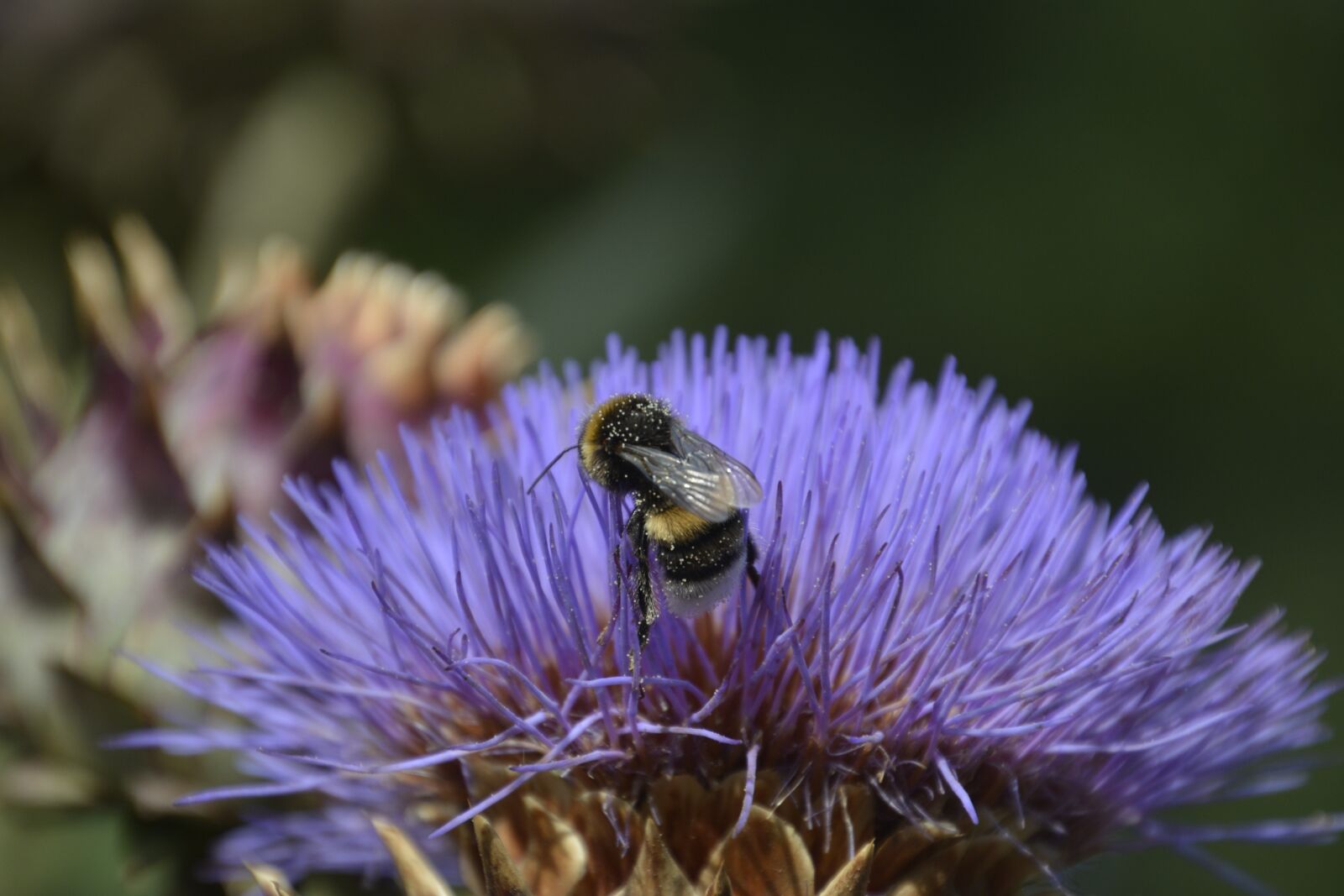 Nikon D7100 sample photo. Insect, blossom, bloom photography