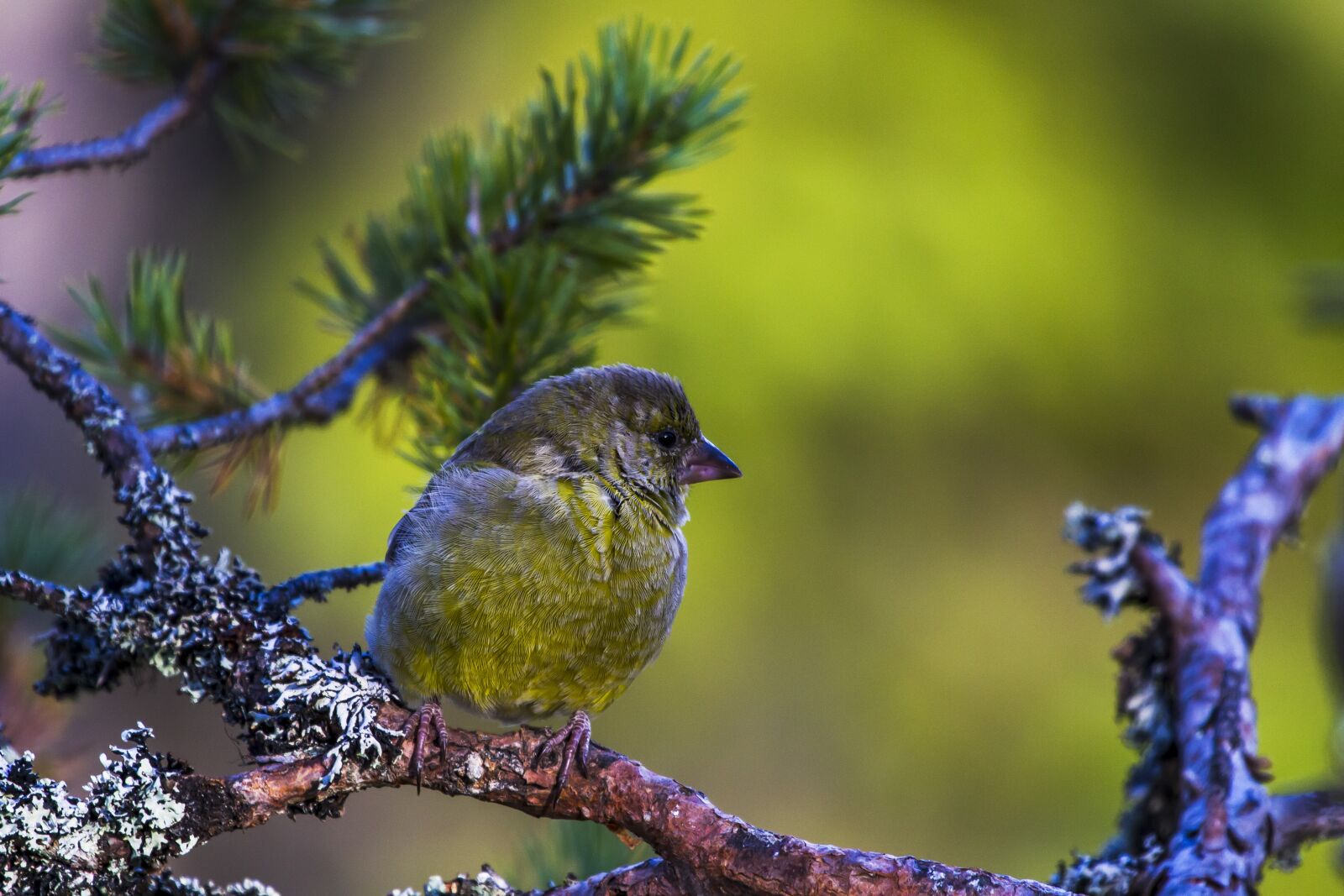 Canon EF 100-400mm F4.5-5.6L IS USM sample photo. Grønnfink, bird, sweet photography
