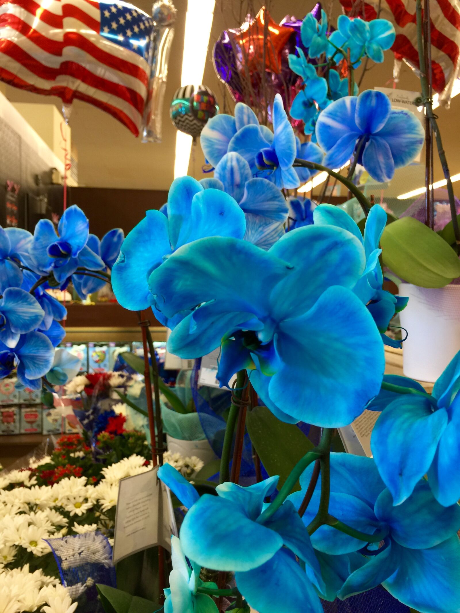 iPhone 6 Plus back camera 4.15mm f/2.2 sample photo. Bloom, blossom, blue, blue photography