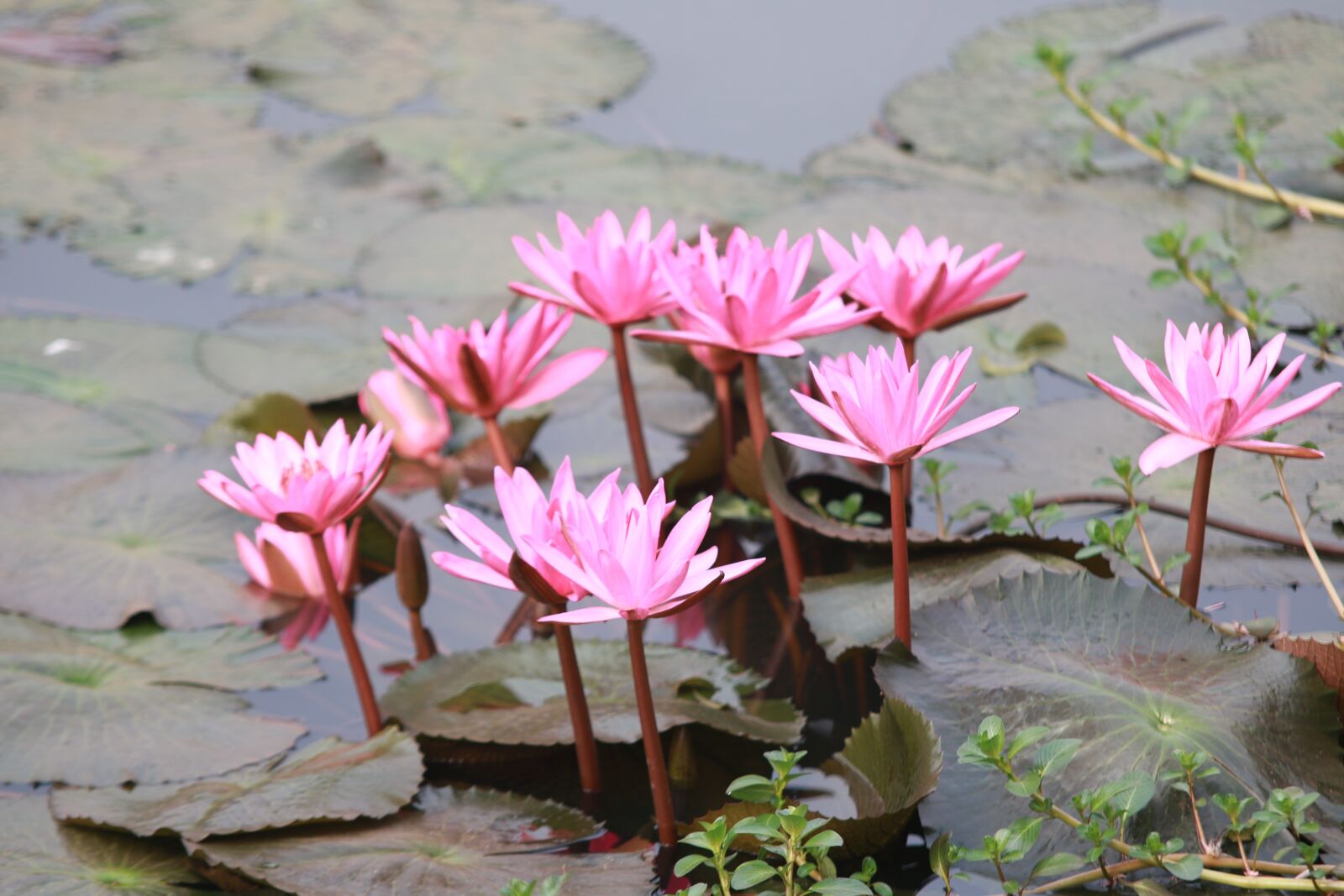 Canon EOS 70D sample photo. Nature, beauty, flower photography