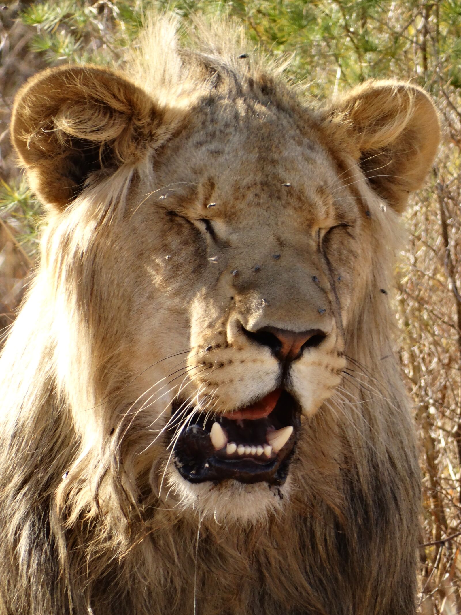 Sony Cyber-shot DSC-HX300 sample photo. Lion's whelp, lion, big photography