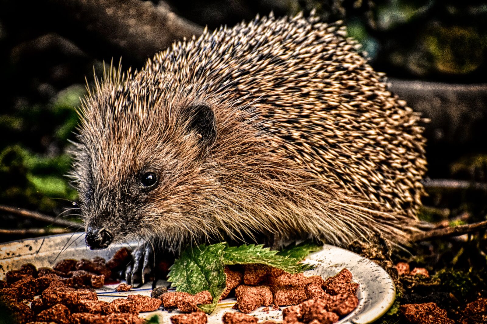 Nikon D7200 sample photo. Hedgehog, eat, animal photography
