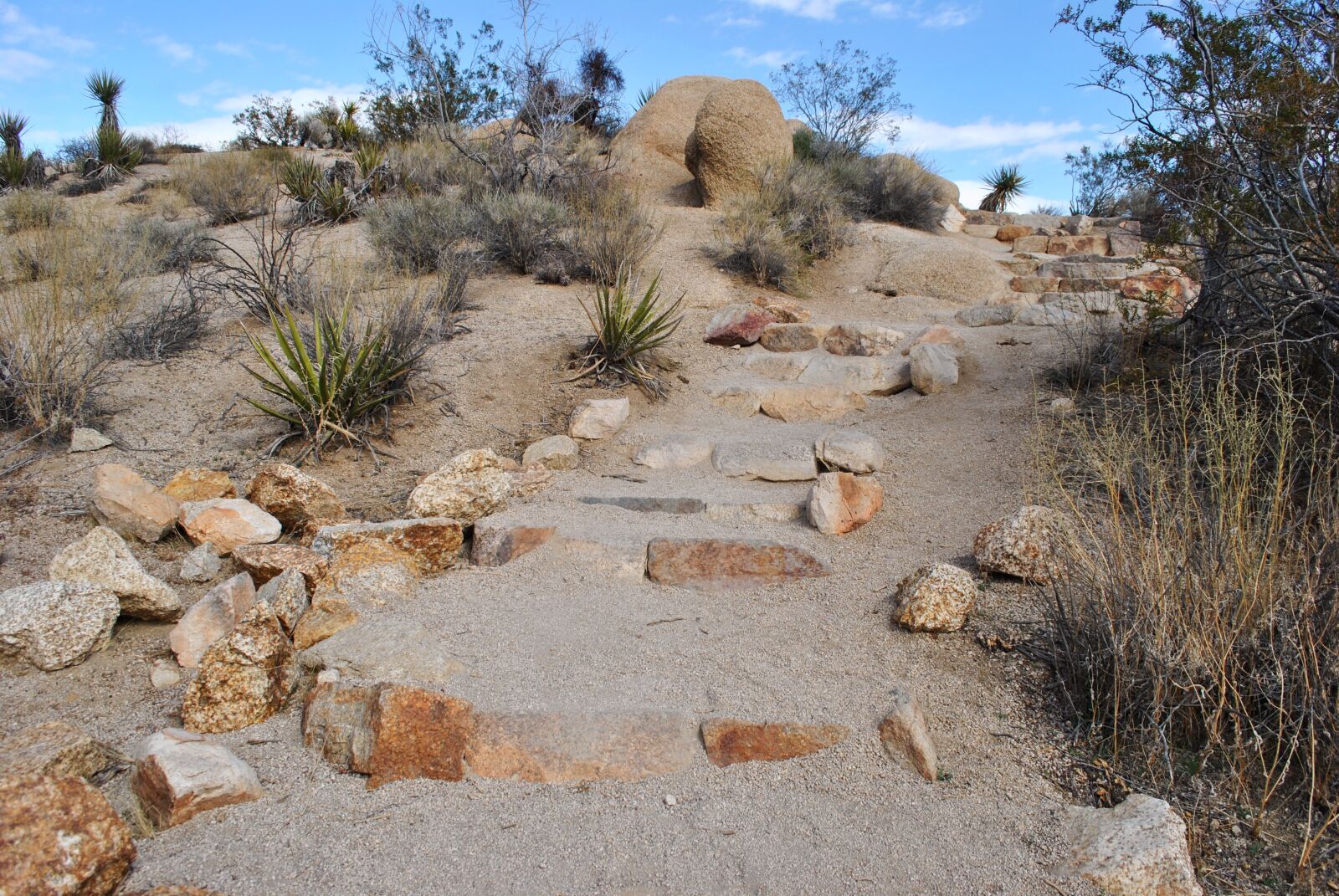 Nikon D3000 sample photo. Nature, dry, desert photography