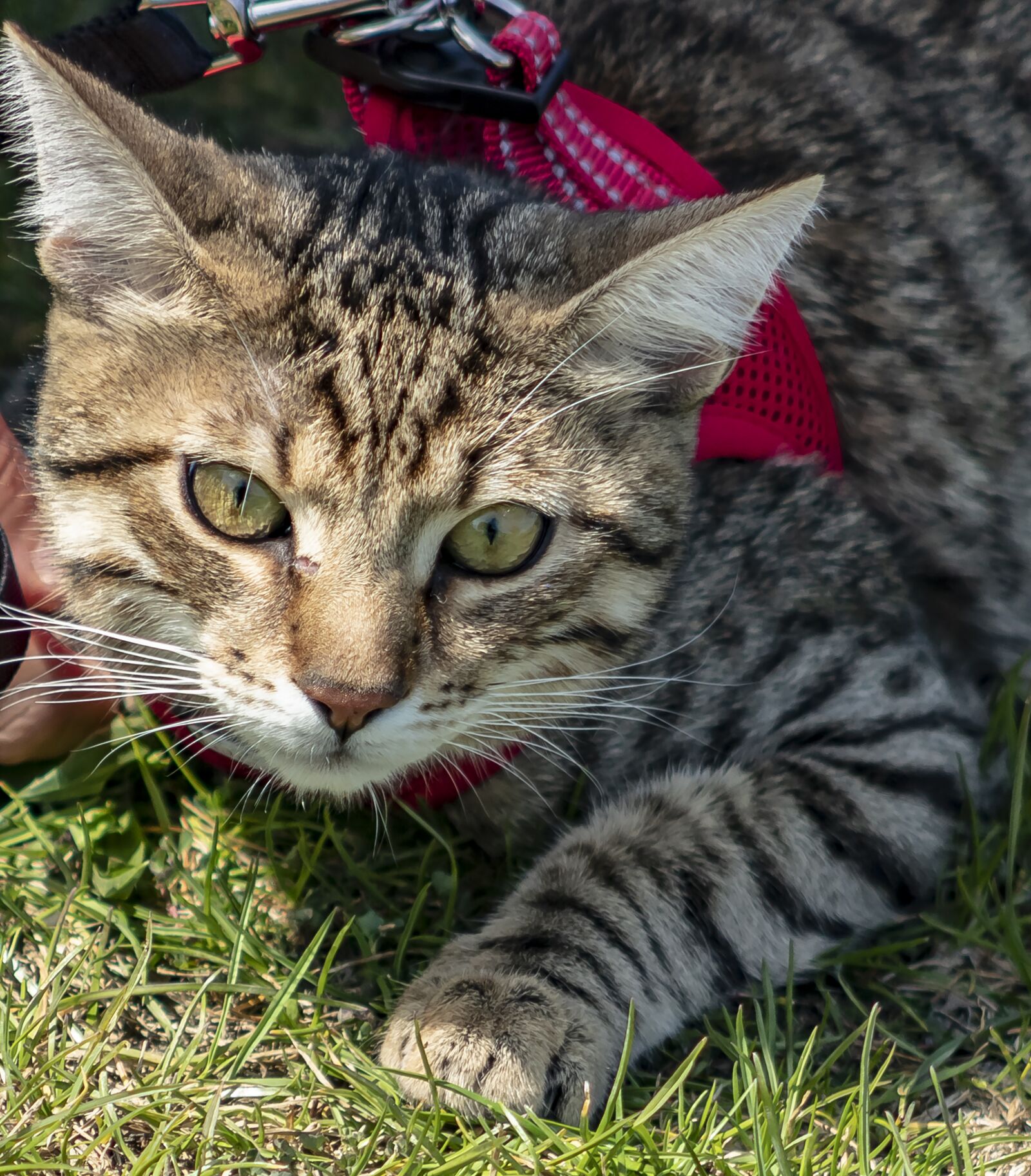 Canon EF75-300mm f/4-5.6 sample photo. Cat, domestic cat, kitten photography