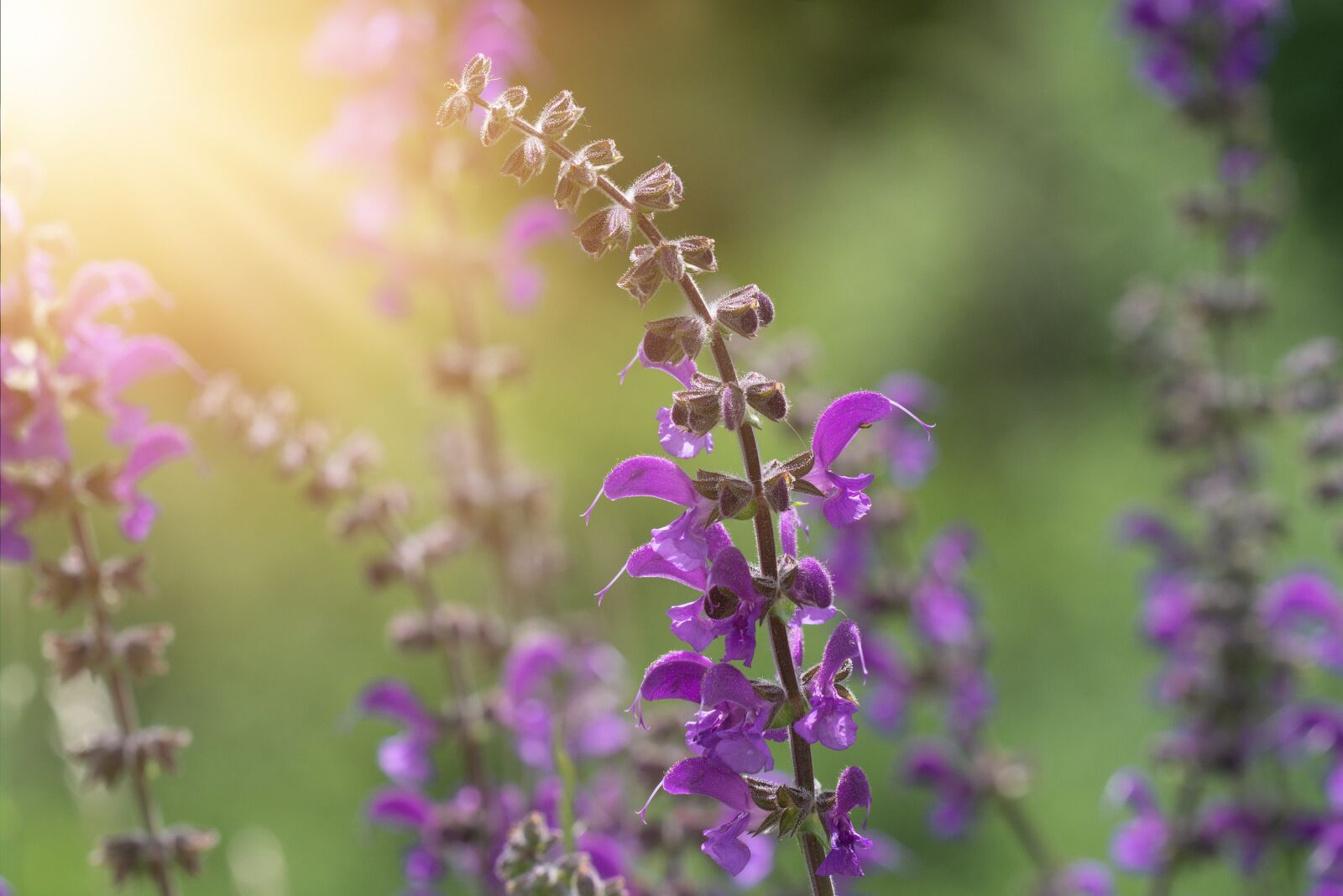 Nikon D7100 sample photo. Plant, flower, flowers photography
