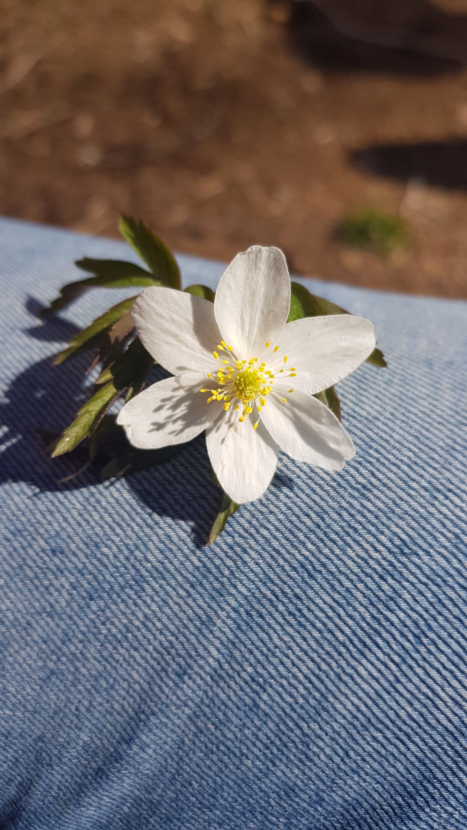 Samsung Galaxy S8 sample photo. Wood anemone, the, the photography
