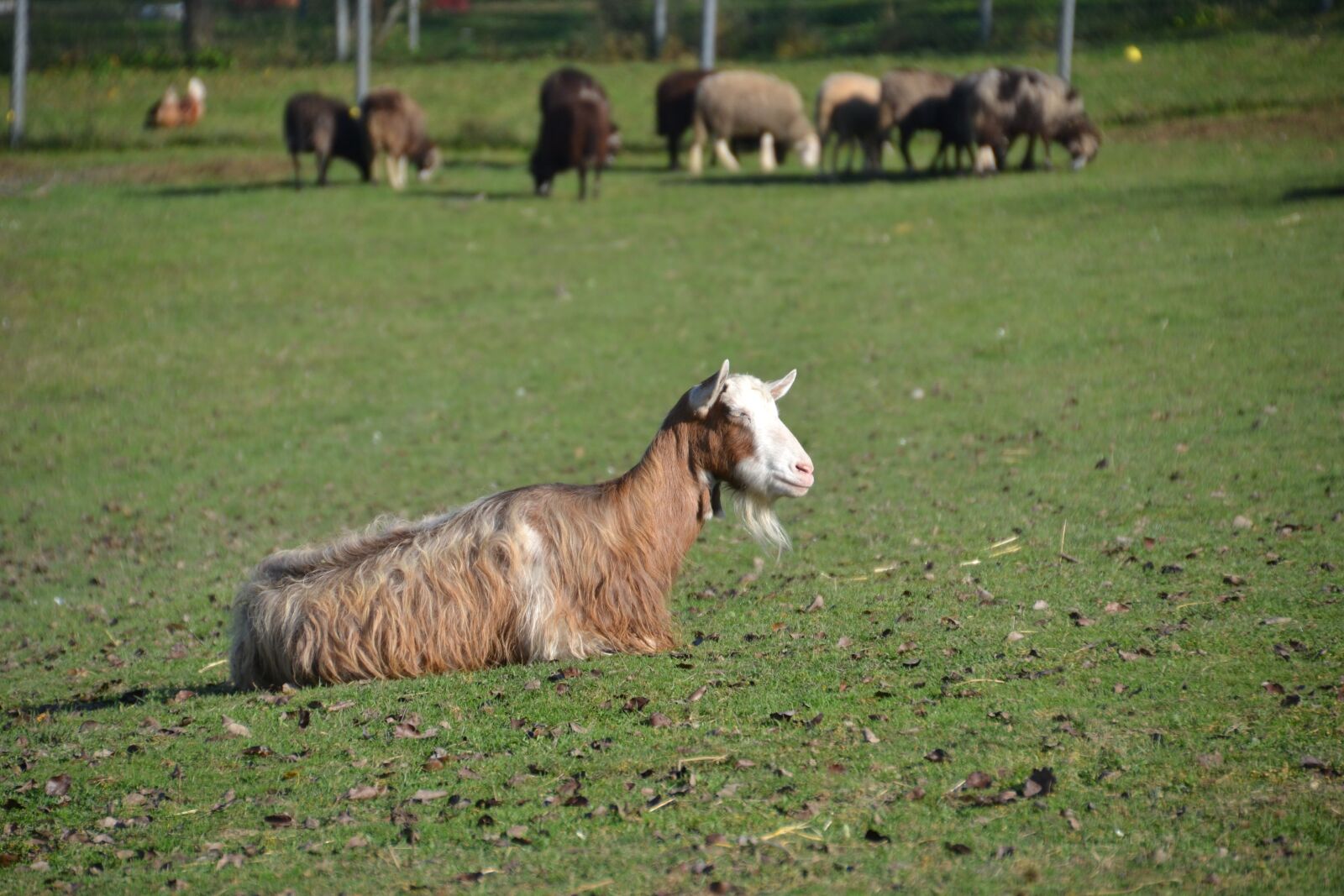 Nikon D3100 sample photo. Goat, billy goat, livestock photography