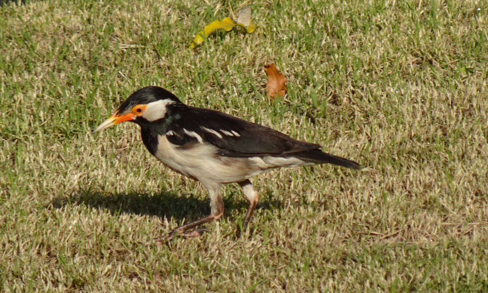 Sony DSC-WX800 sample photo. Bird, pied myna, starling photography