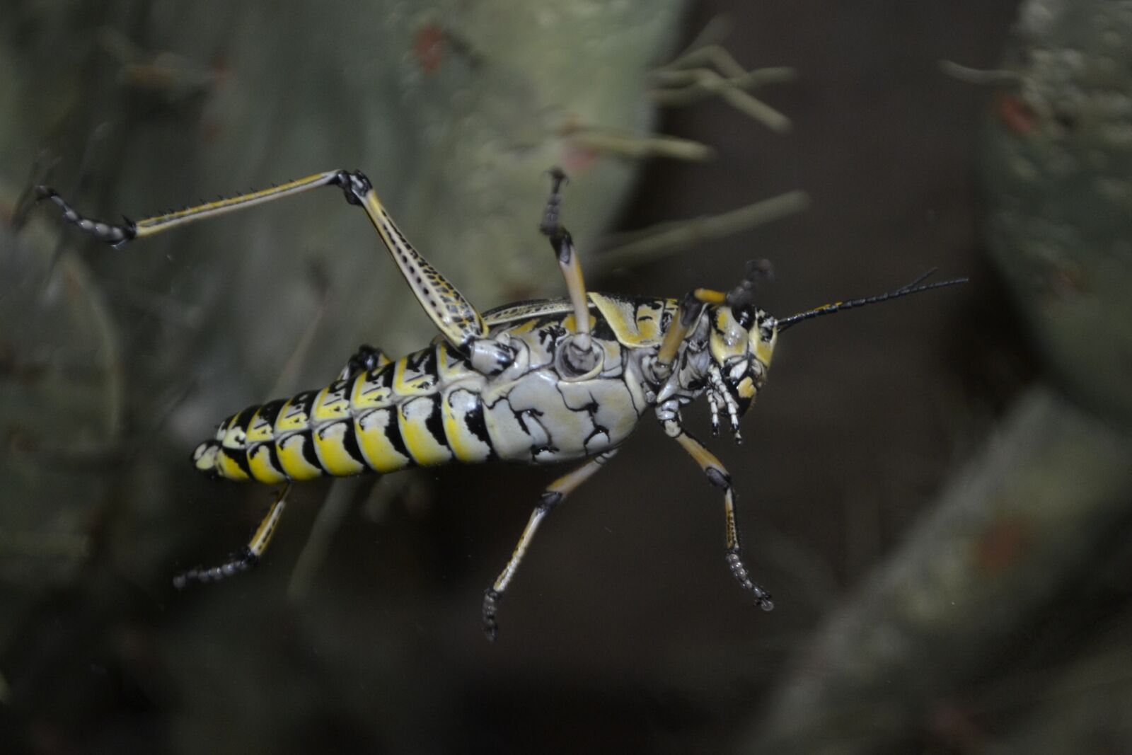 Nikon D3100 sample photo. Grasshopper, bug, cricket photography