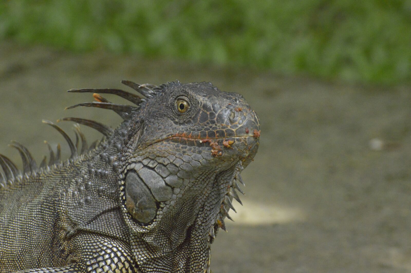 Nikon D3200 sample photo. Iguana, reptile, costa rica photography