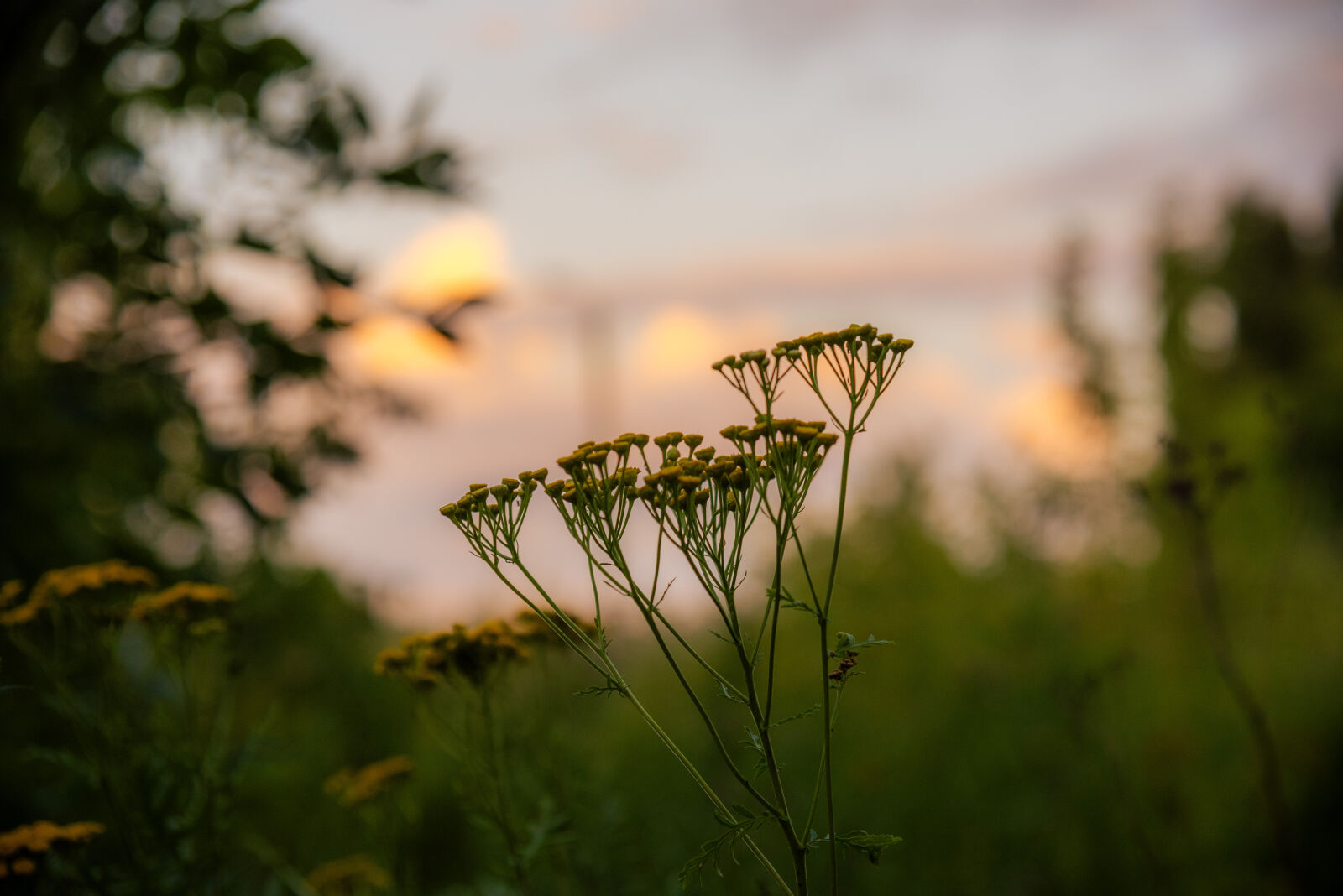 Nikon D750 sample photo
