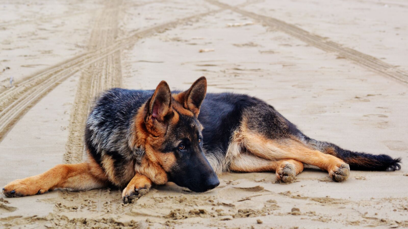 Nikon D3100 sample photo. German shepherd, dog, dog photography