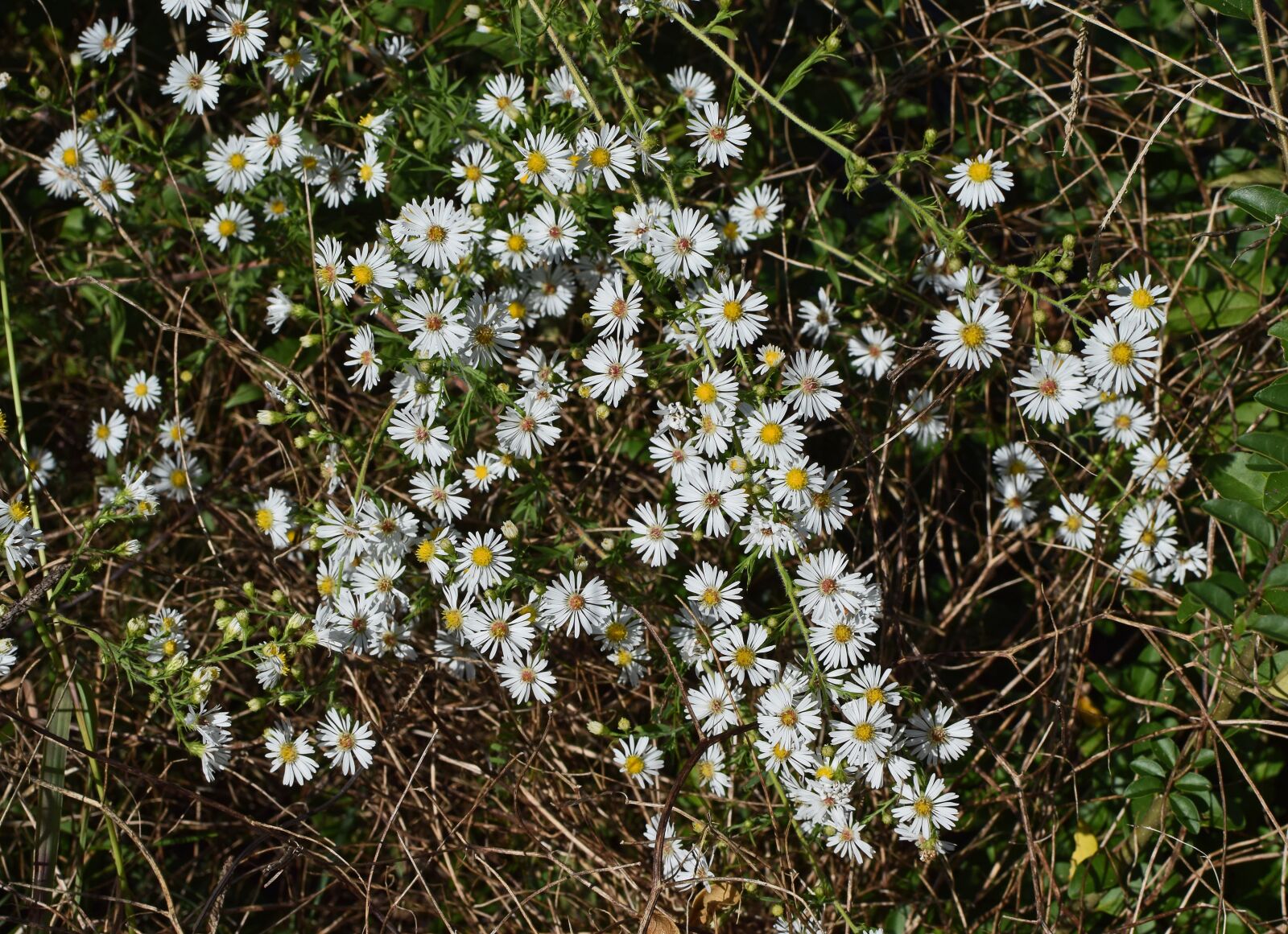 Nikon D3300 sample photo. White aster, wildflower, flower photography