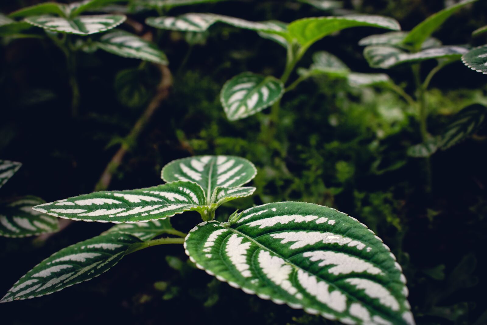 Canon EOS 750D (EOS Rebel T6i / EOS Kiss X8i) sample photo. Leaves, green, nature photography