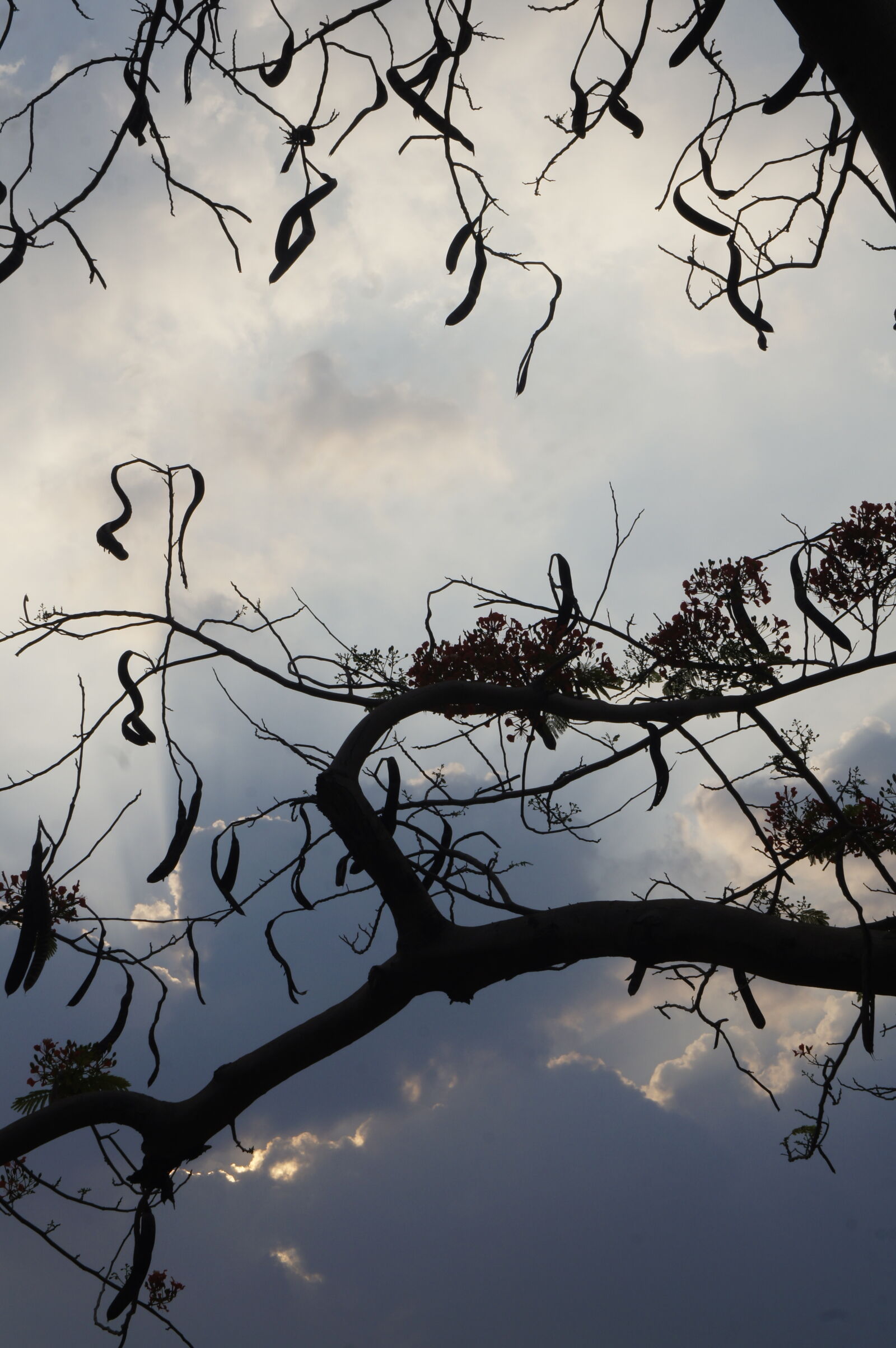 Sony E 18-55mm F3.5-5.6 OSS sample photo. Tree and cloud photography