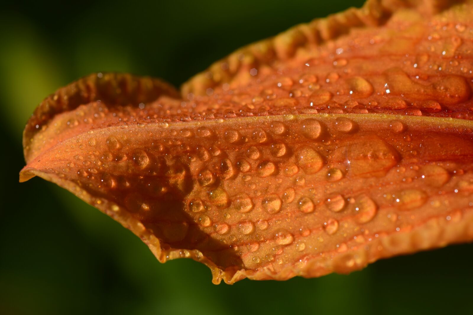 Nikon D3300 sample photo. Lily leaf, moist, wet photography