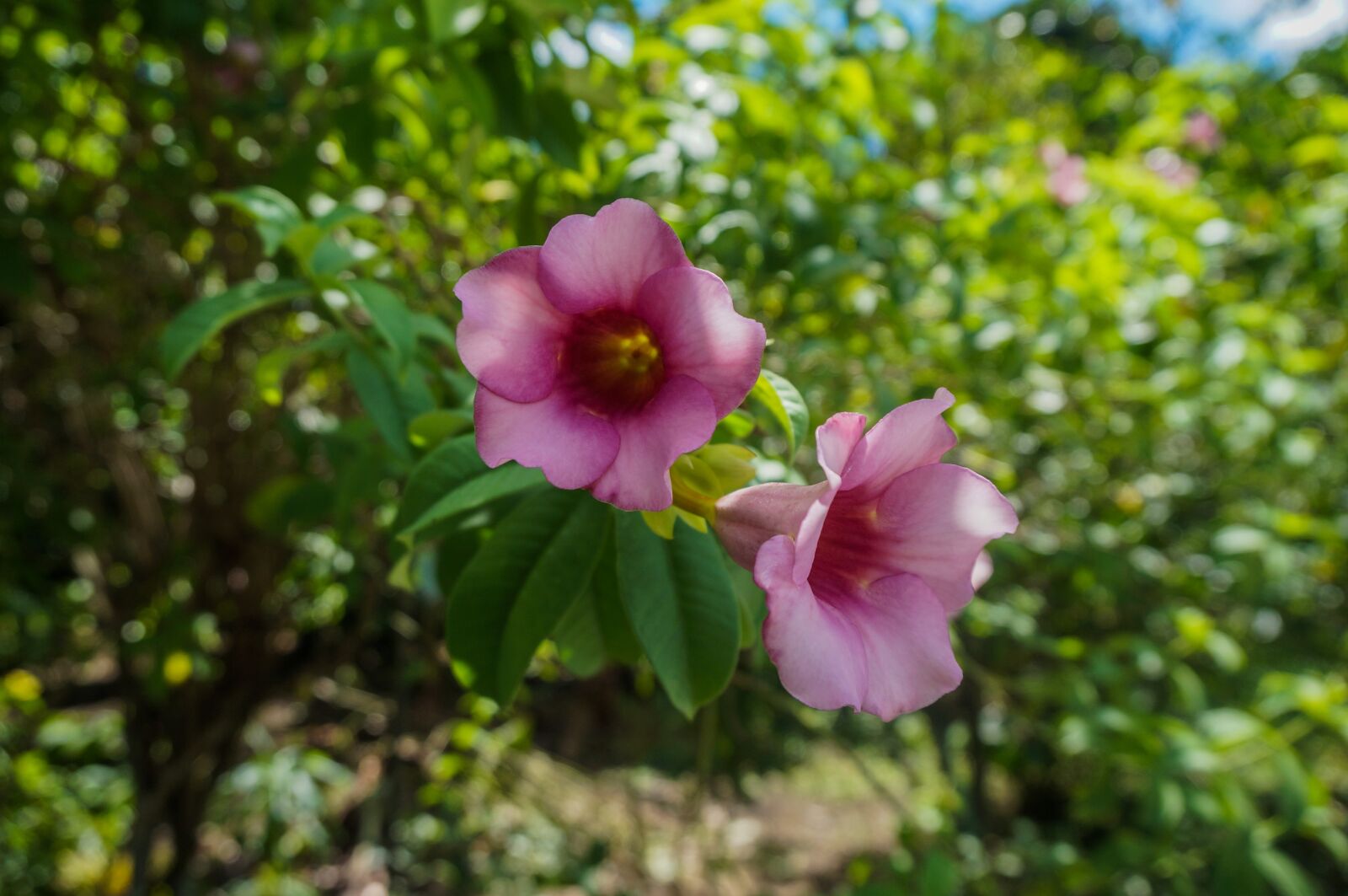Sony Alpha NEX-3N sample photo. Flowers, nature, plant photography