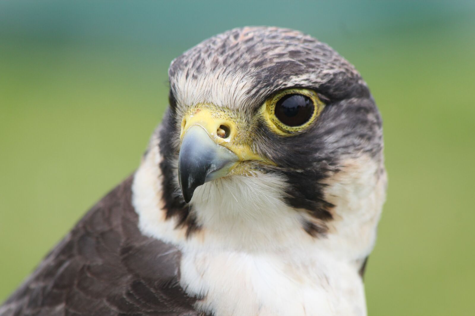 Canon EOS 550D (EOS Rebel T2i / EOS Kiss X4) sample photo. Falcon, bird, prey photography