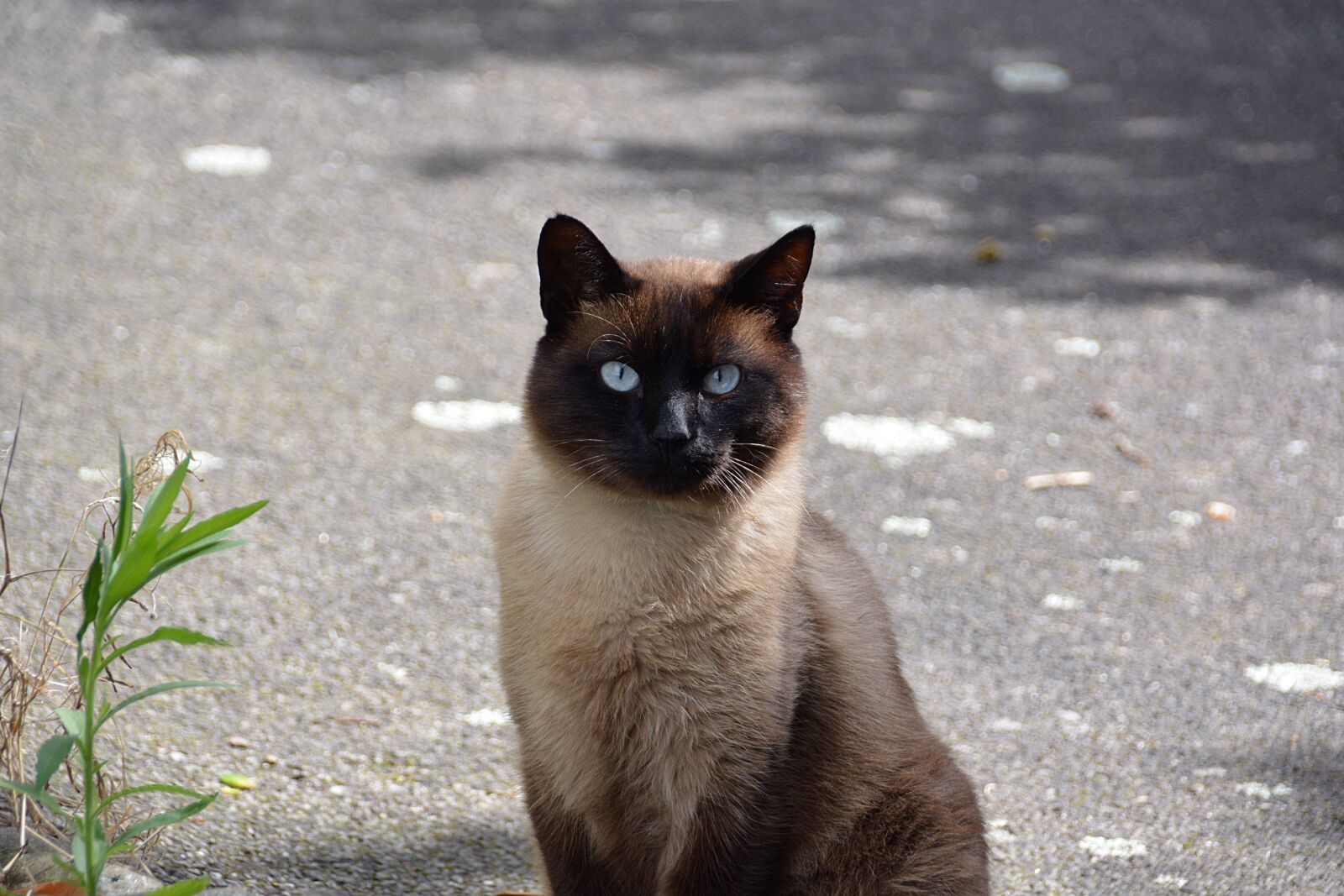 Nikon D5200 sample photo. Cat, siamese cat, domestic photography
