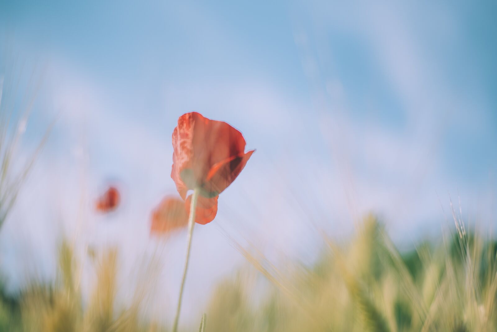 Nikon D750 sample photo. Poppy, yanggwibikkot, nature photography