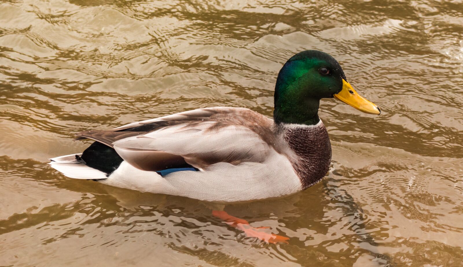 Canon EOS 700D (EOS Rebel T5i / EOS Kiss X7i) sample photo. Duck, birds, wild birds photography