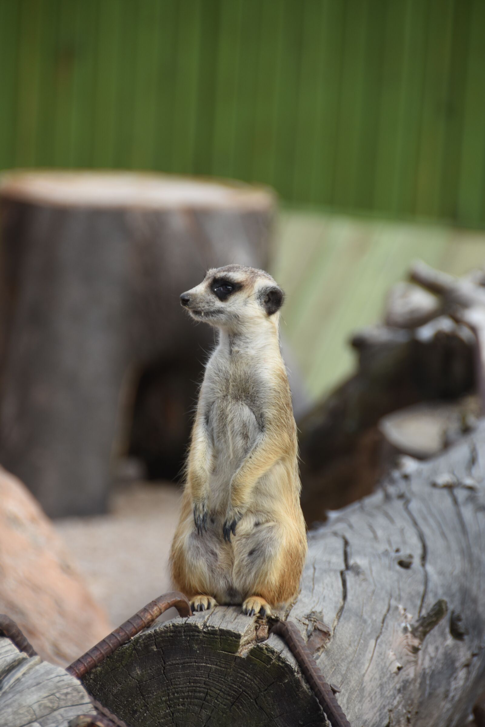 Nikon D7200 sample photo. Animal, the spectator, u photography
