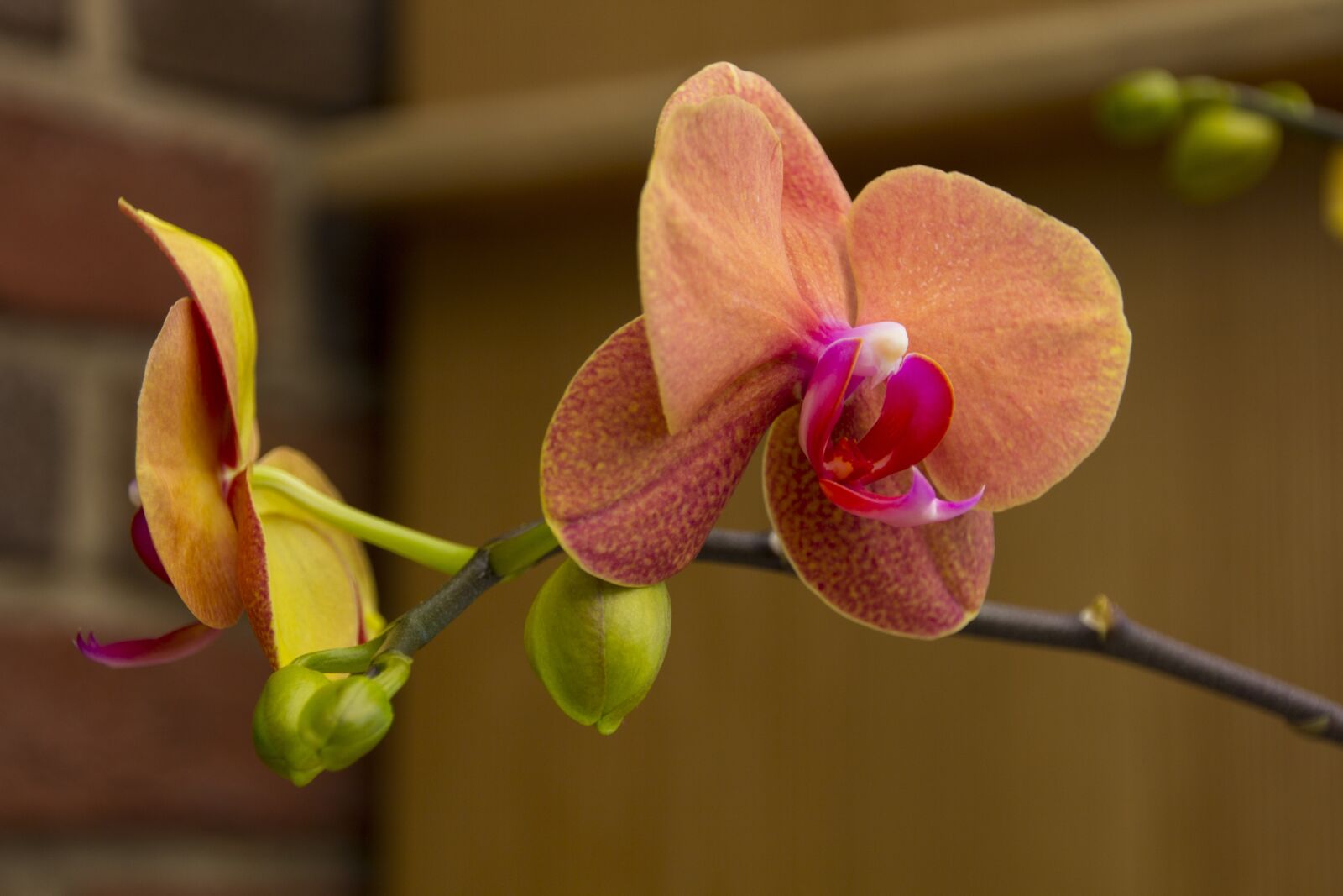 Canon EOS 60D sample photo. Orchid, flower, nature photography