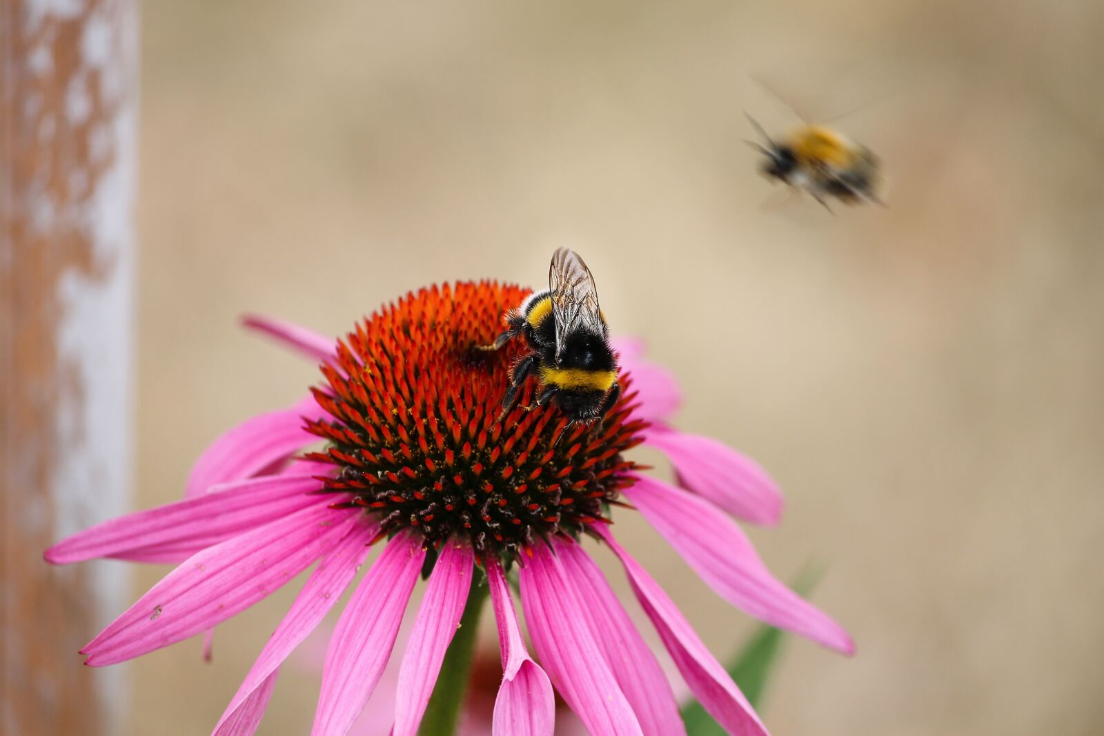 Canon EOS 1100D (EOS Rebel T3 / EOS Kiss X50) sample photo. Echinacea, bumble bee, coneflower photography