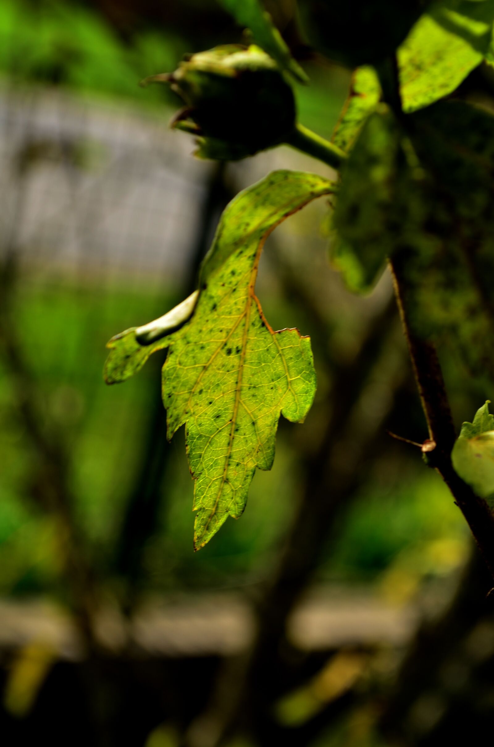 Nikon D5100 sample photo. Nature, branch, sheet photography