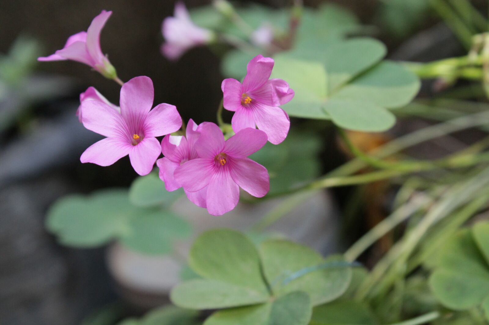 Canon EOS 1100D (EOS Rebel T3 / EOS Kiss X50) sample photo. Flower, garden, pink photography