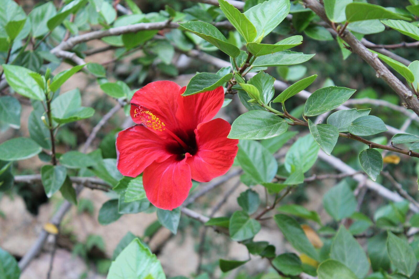 Canon EOS 1100D (EOS Rebel T3 / EOS Kiss X50) sample photo. Flowers, nature, red photography