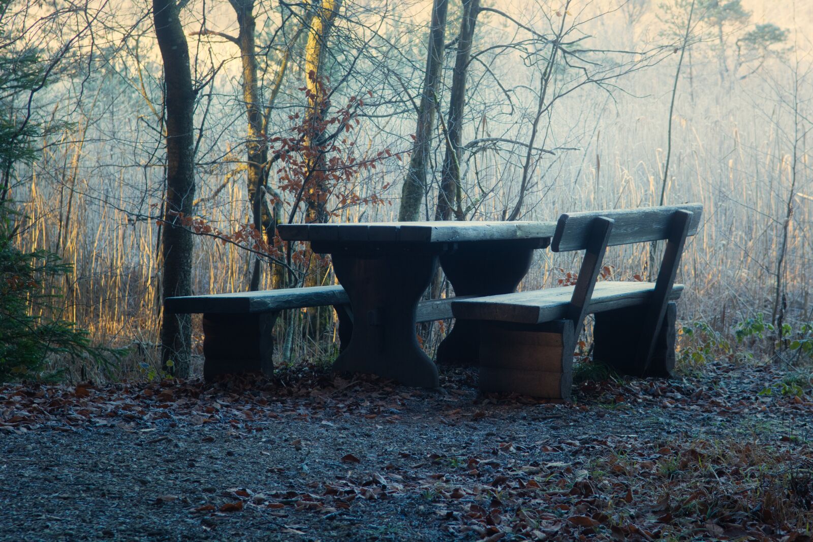 Nikon D7100 sample photo. Sunlight, seating arrangement, forest photography