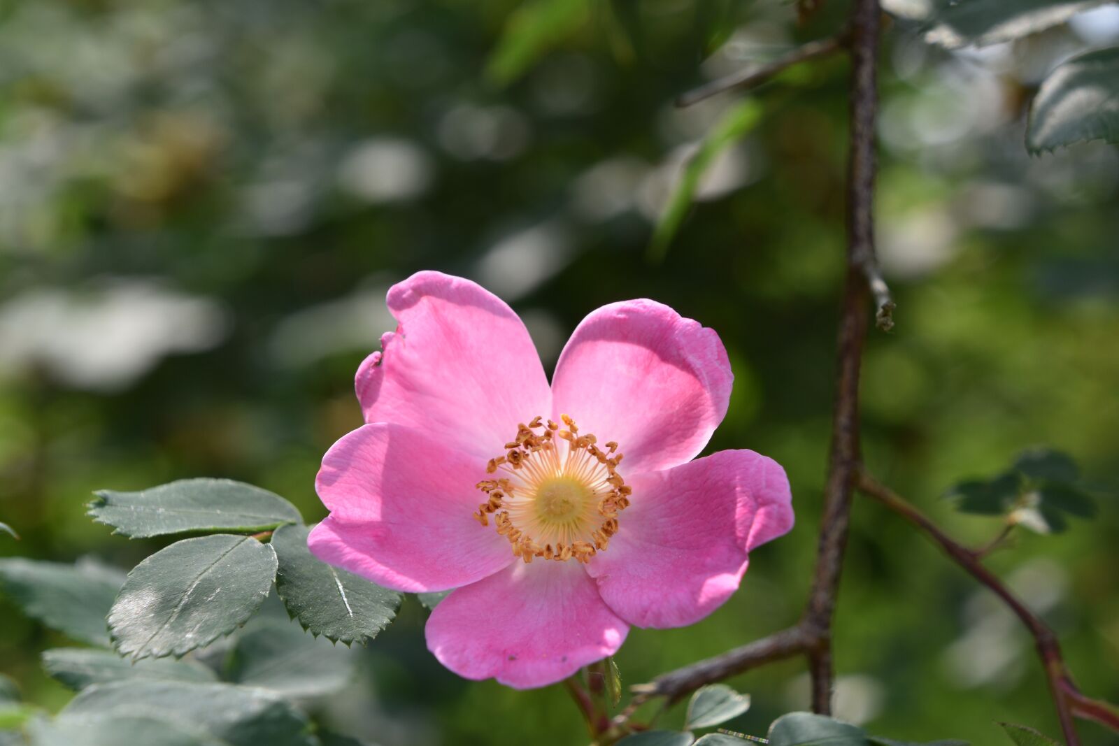 Nikon D5600 sample photo. Pink, flower, plant photography