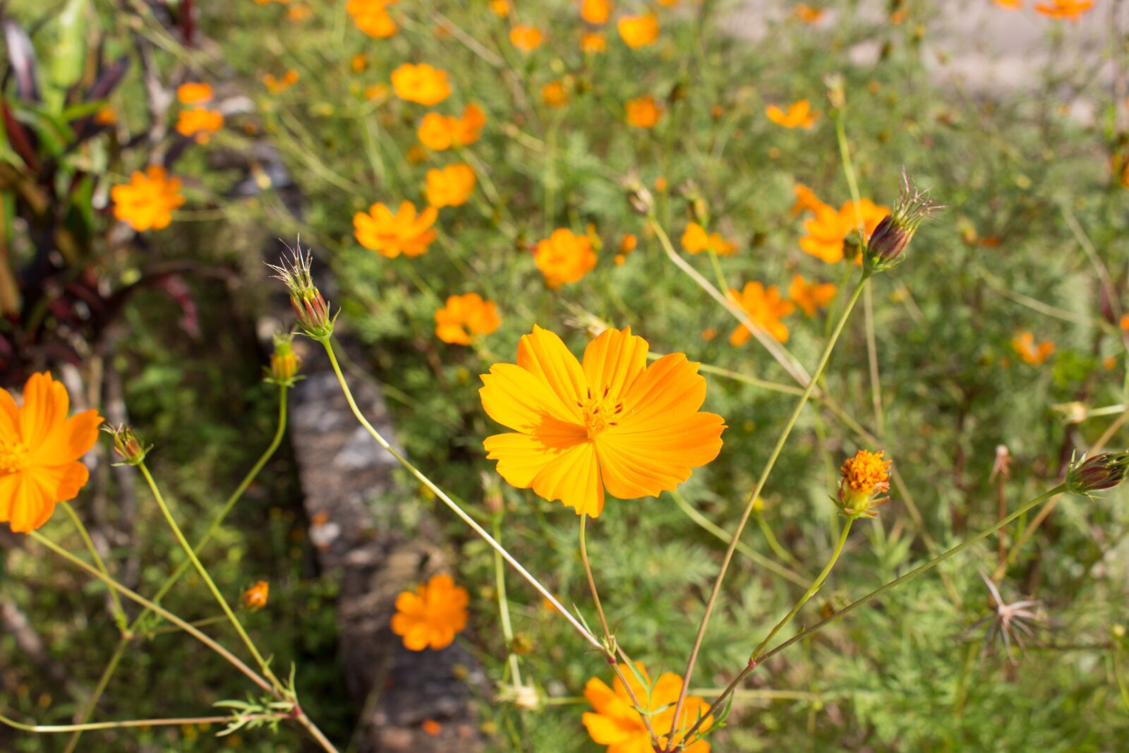 Canon EOS 700D (EOS Rebel T5i / EOS Kiss X7i) sample photo. Flowers, nature, flower photography