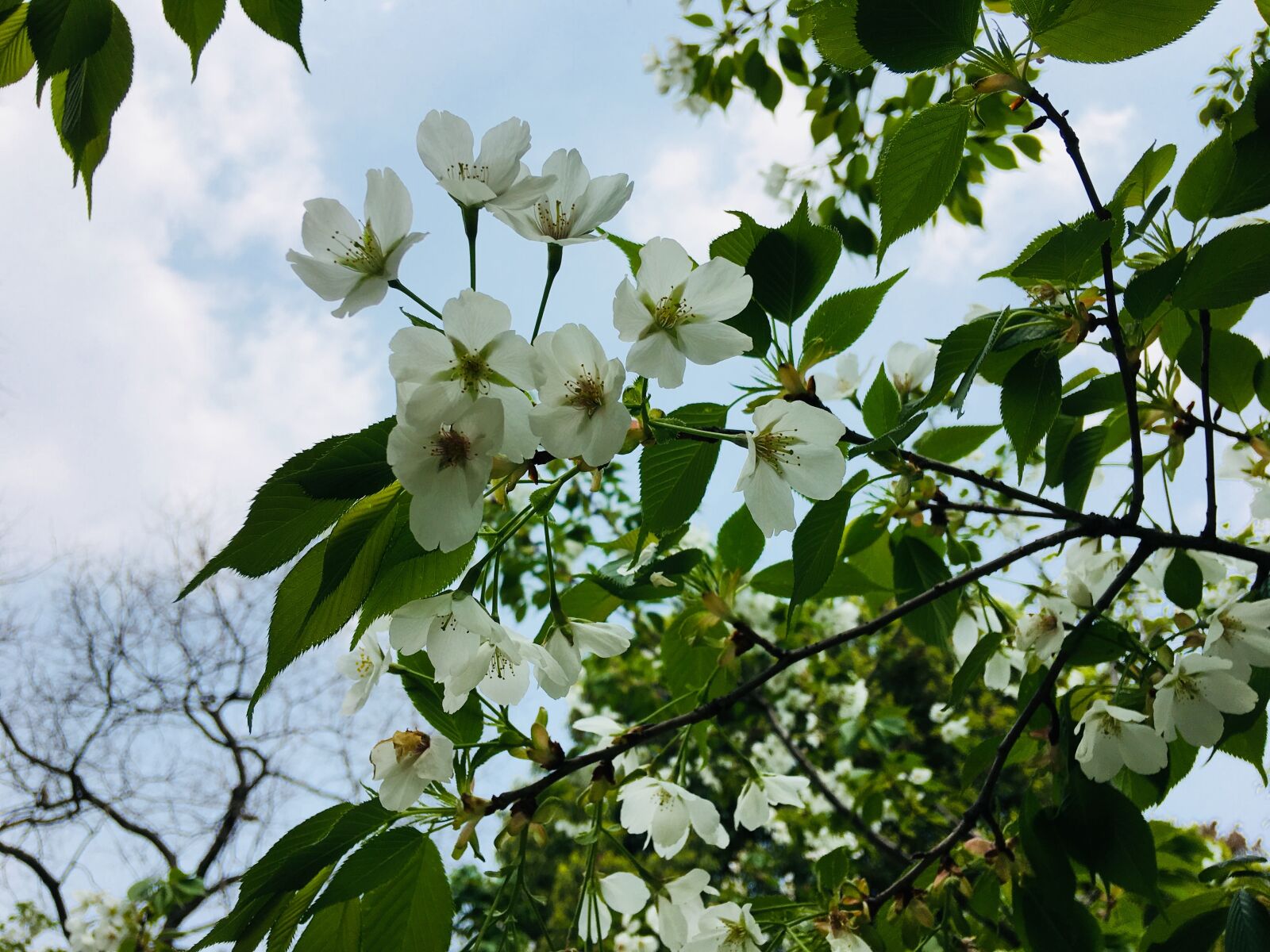 Apple iPhone 6s Plus sample photo. Tree, plant, branch photography