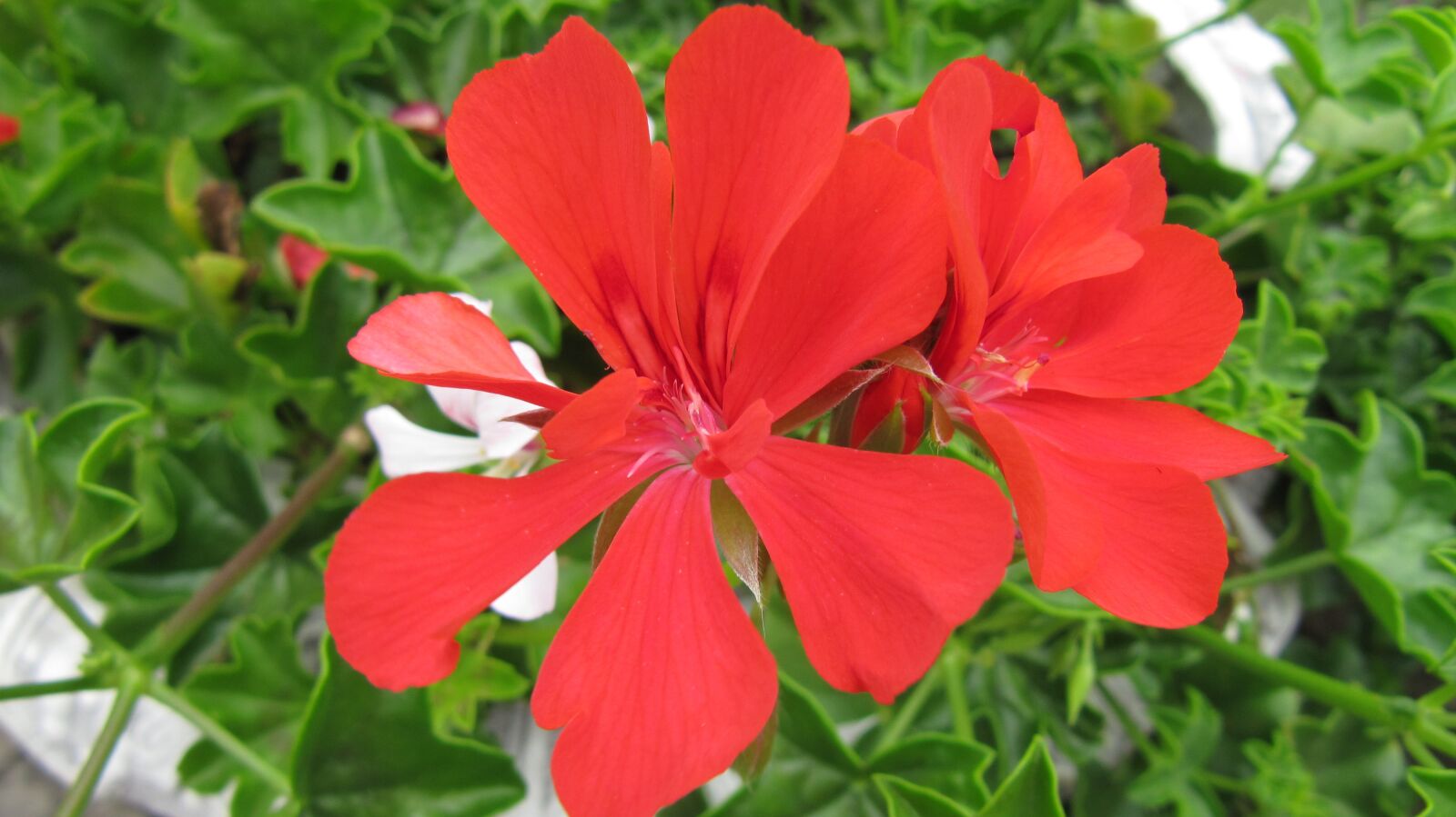 Canon PowerShot SX200 IS sample photo. Flower, color, flowers photography