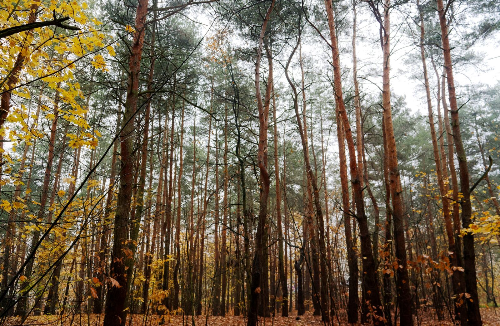 Nikon D3100 sample photo. Landscape, autumn, forest photography