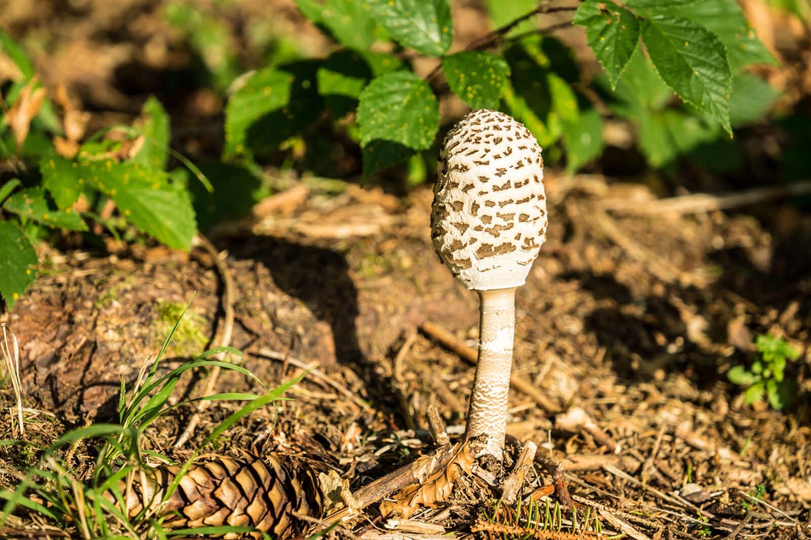 Sony FE 70-300mm F4.5-5.6 G OSS sample photo. Mushroom, forest, autumn photography