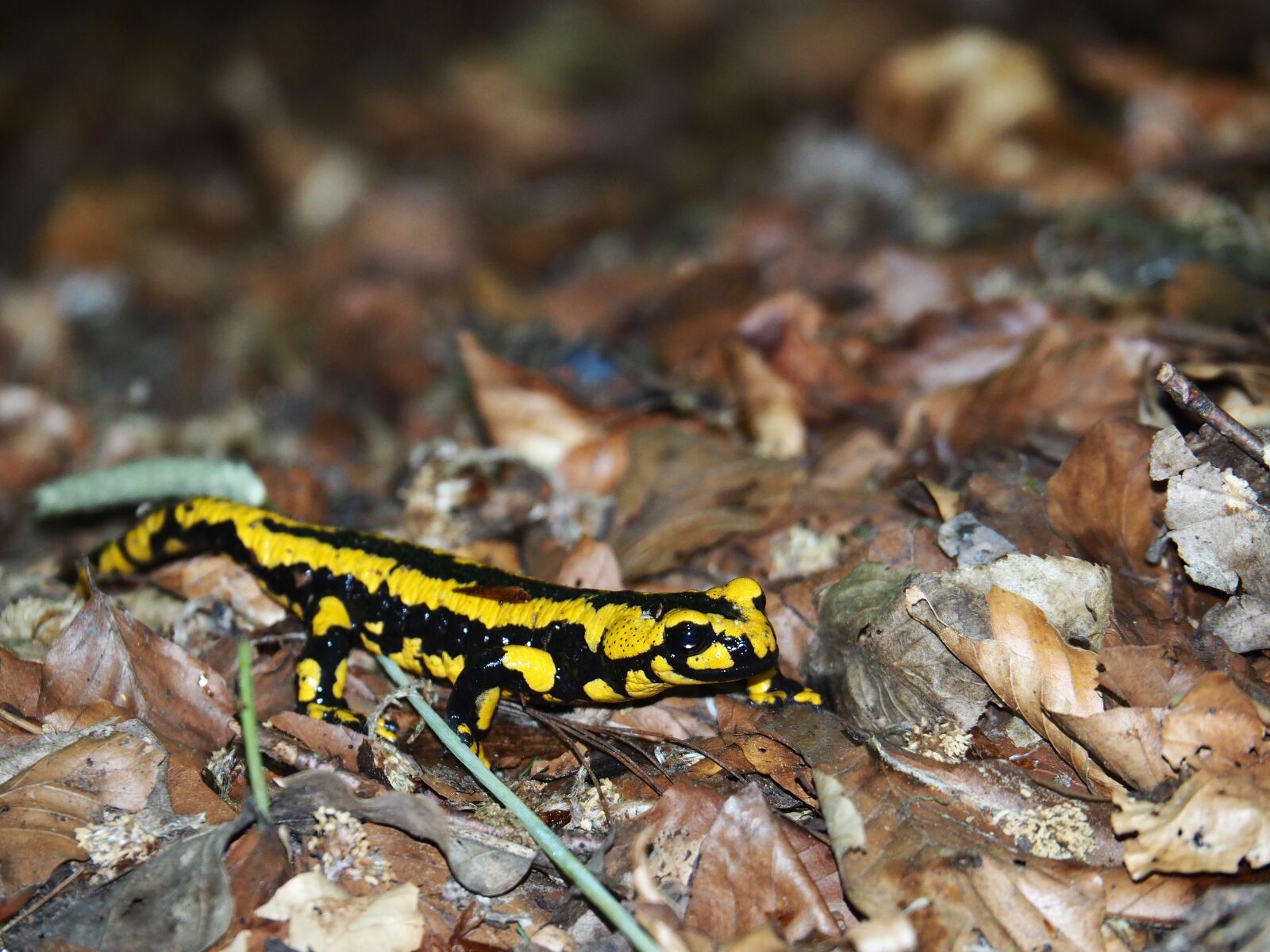 OLYMPUS M.14-150mm F4.0-5.6 II sample photo. Amphibian, animal, close-up photography