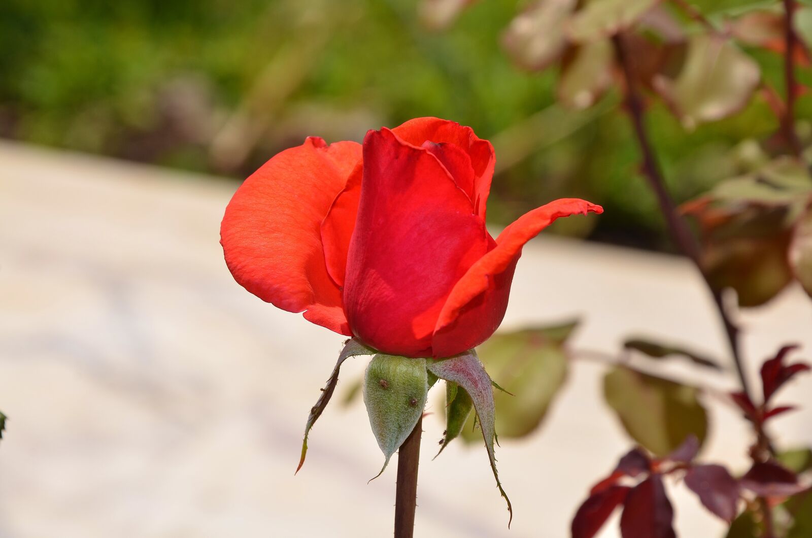 Nikon D7000 sample photo. Rose, flower, spring photography